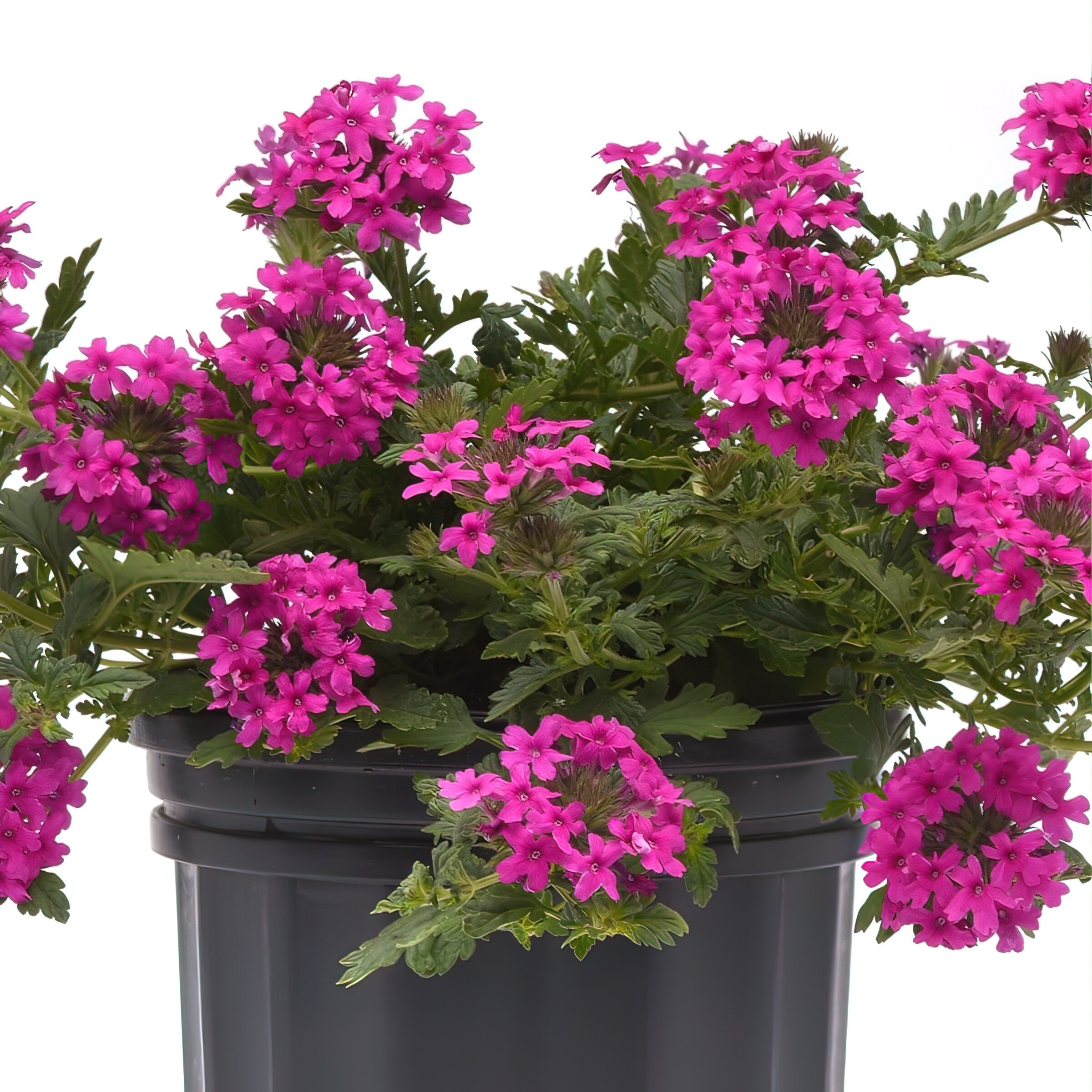 National Plant Network LW1476 annuals - View #5