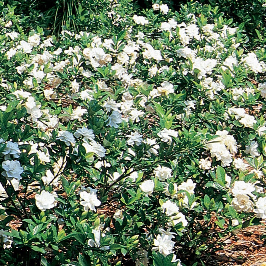 Lowe's White Gardenia Flowering Shrub In Pot (With Soil) in the Shrubs  department at