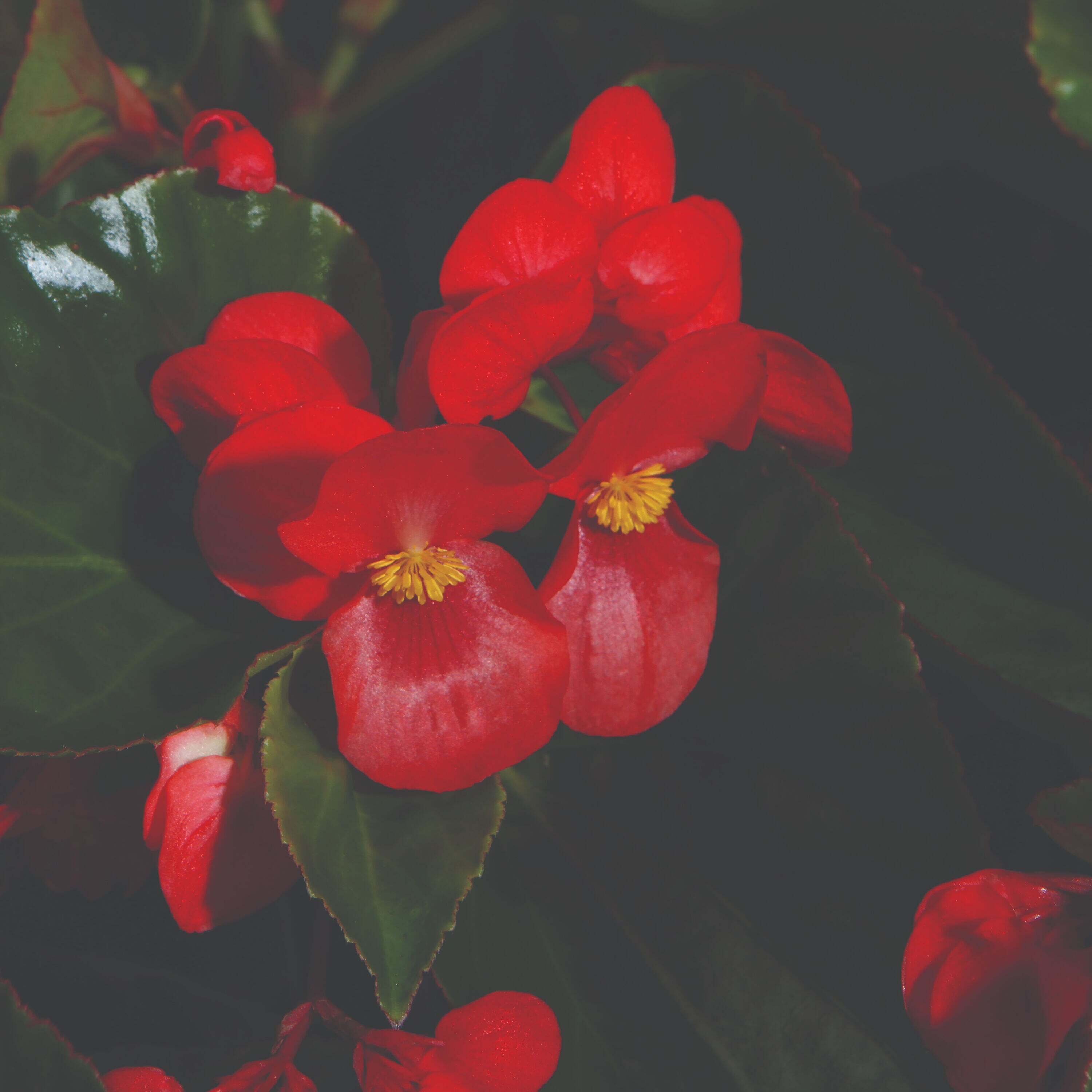 Proven Winners BETDRA1027504 Red Begonia in 4.25-in Pot