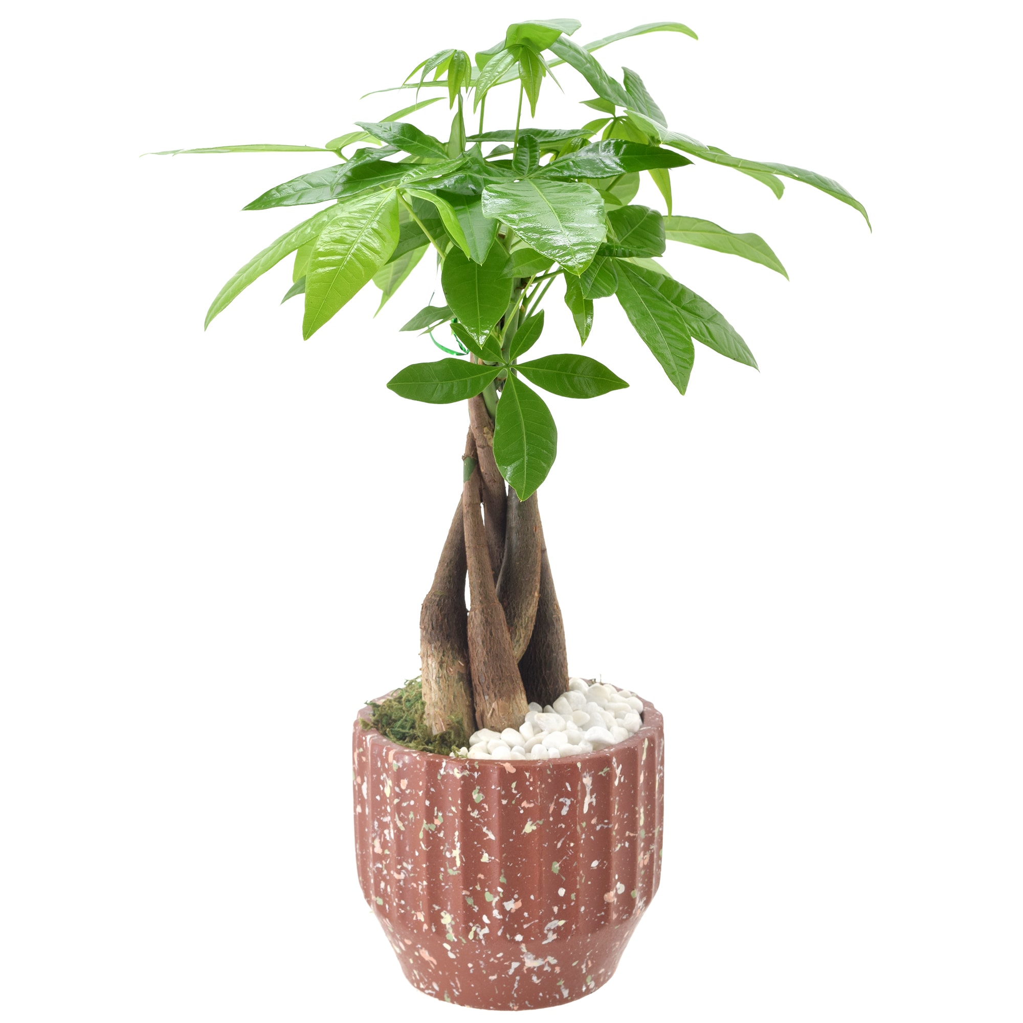 Arcadia Garden Products Green Money Tree House Plant in 5-in Pot in the House Plants department at