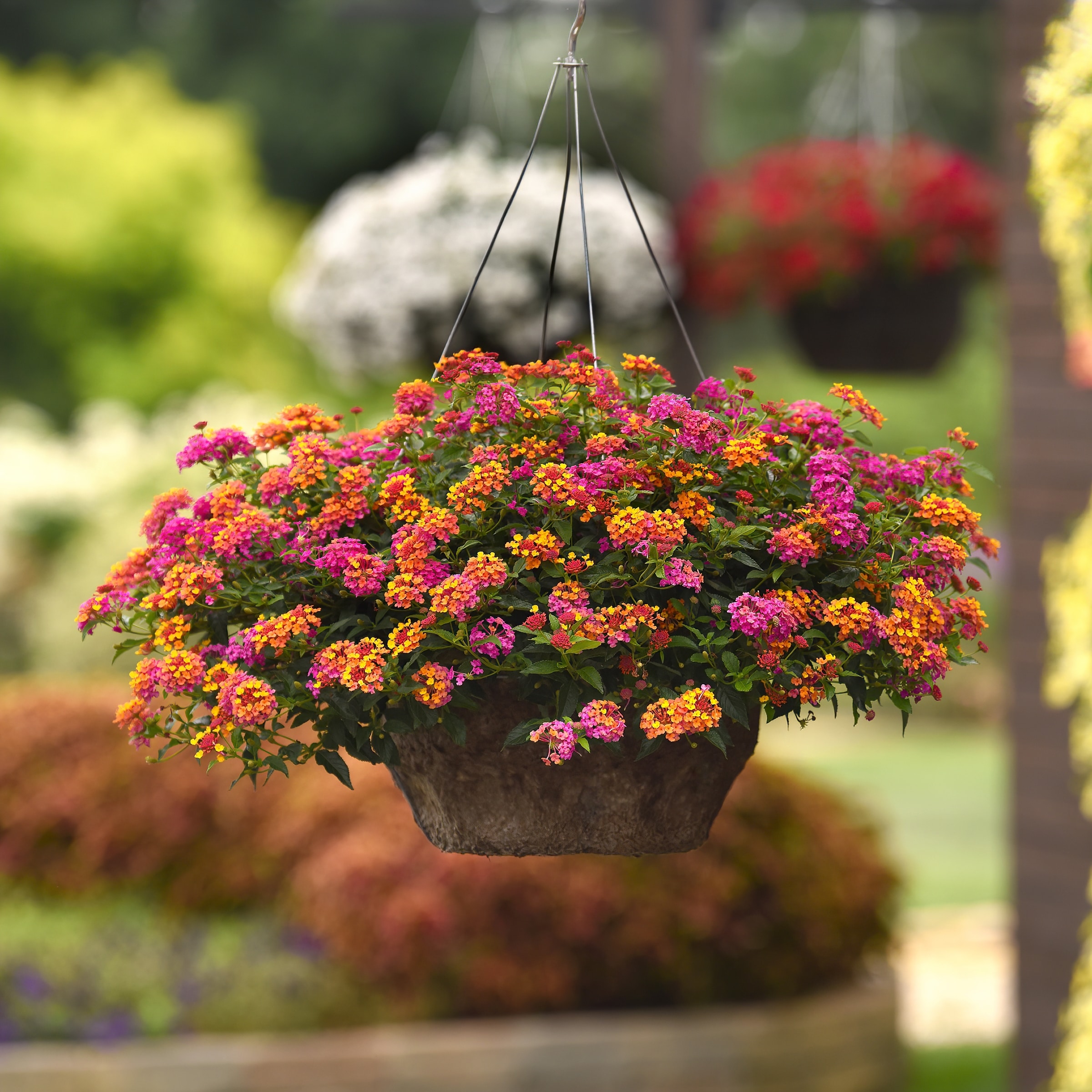 National Plant Network LW1574 annuals - View #4