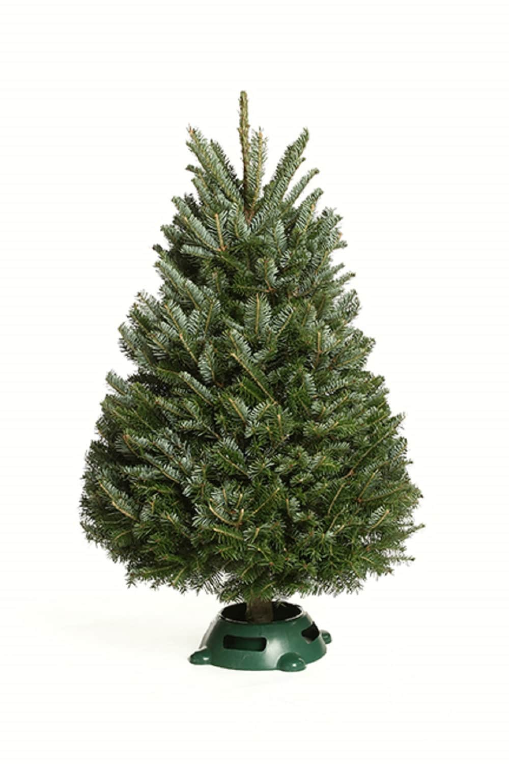 Web Data Tree Holiday Living 9.5-ft x 4-ft Fraser fir Full Real Christmas Tree in the ...