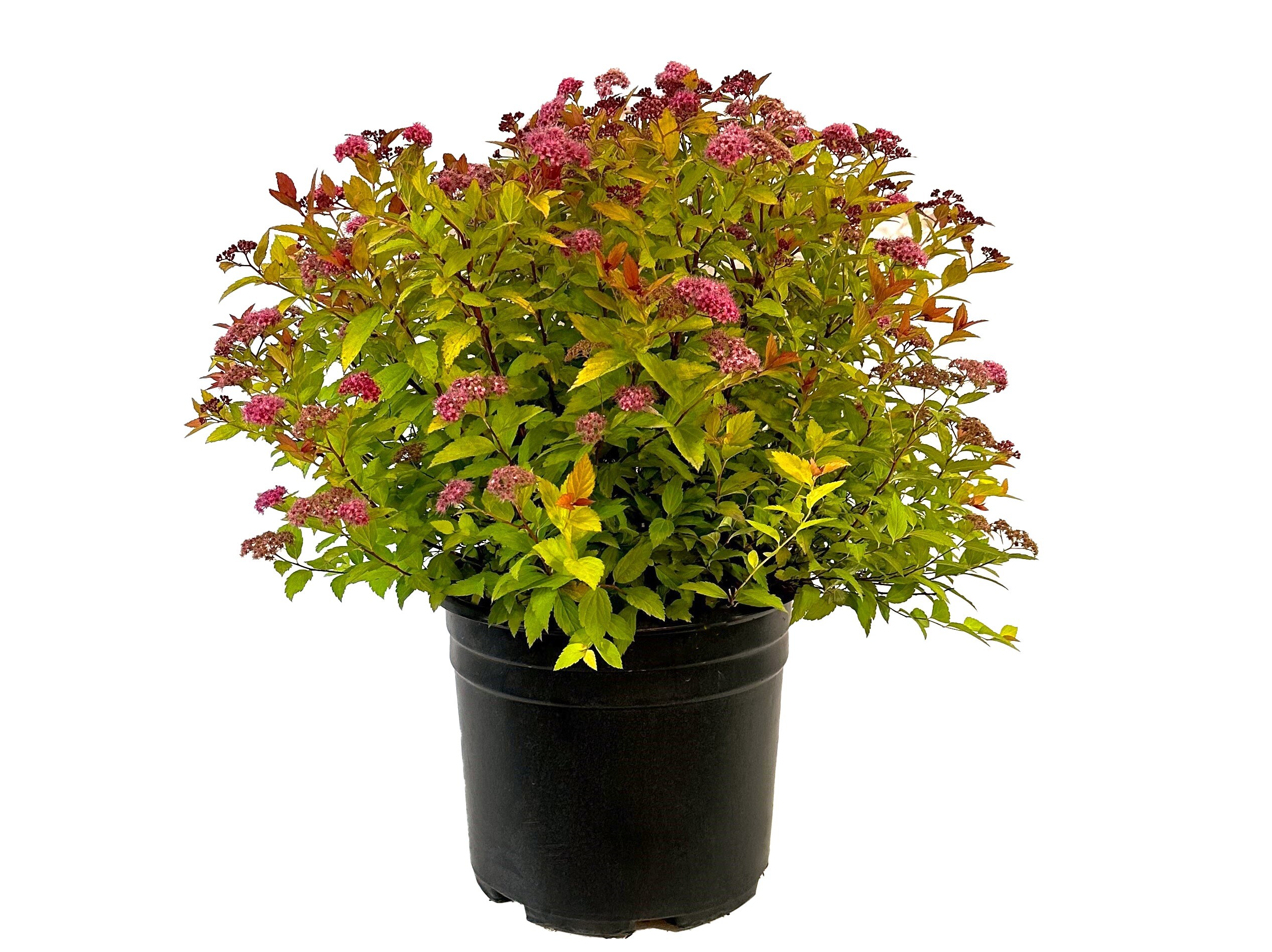 Flaming Mound Spirea Plants, Bulbs & Seeds at Lowes.com