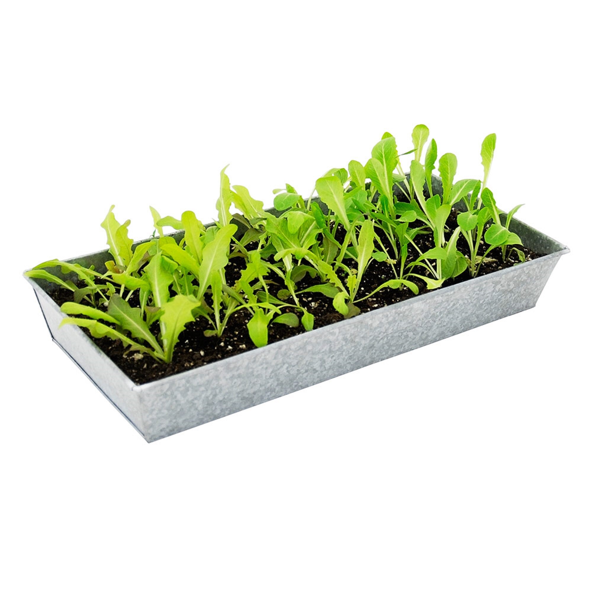 ACHLA Designs C-90 Serving-Trays-Caddies - View #7
