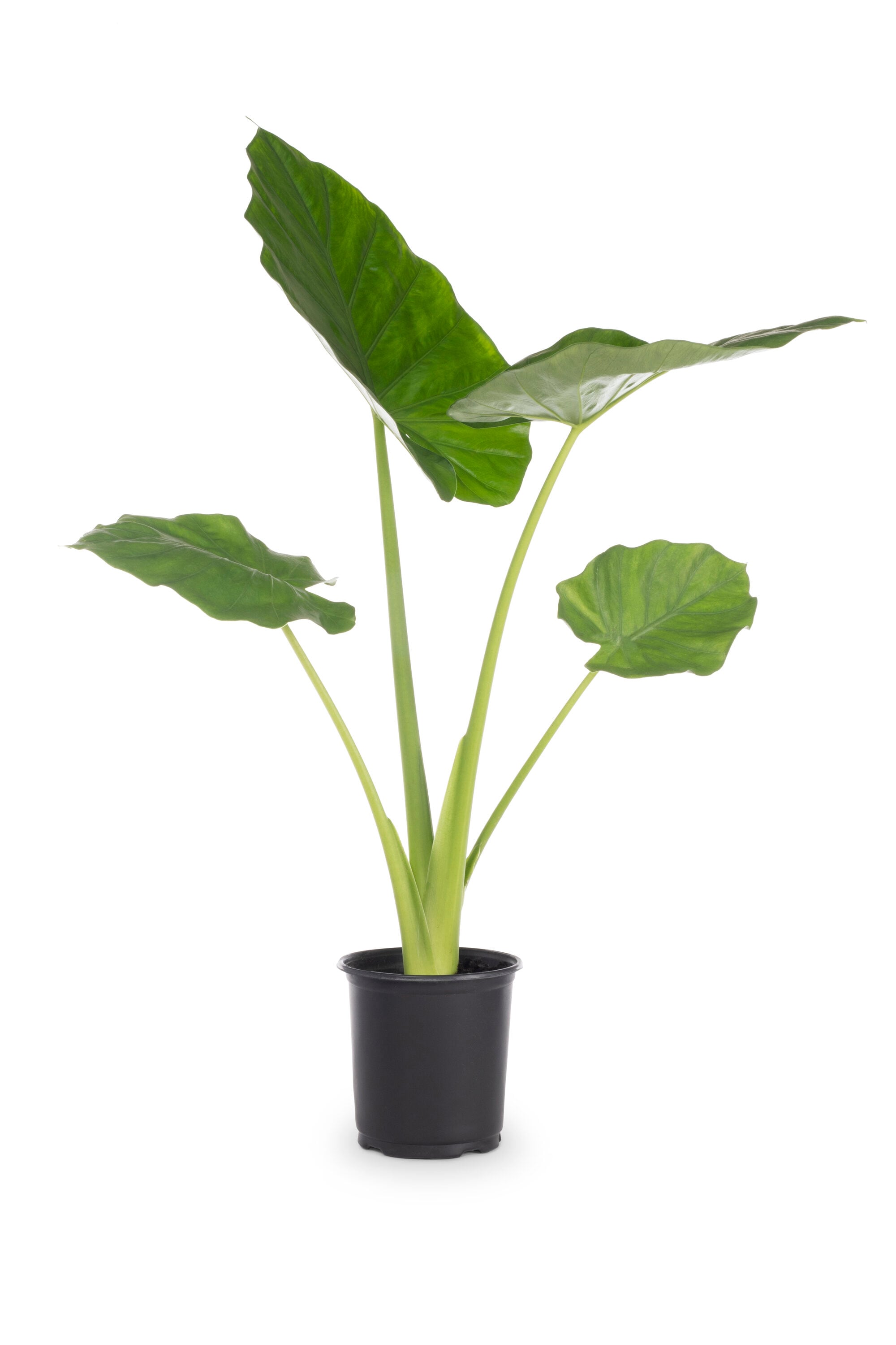 Lowe's 4892581 Upright Elephant Ears Feature Shrub in 2.5 -Quart Pot 1 -Pack with Yellow Blooms