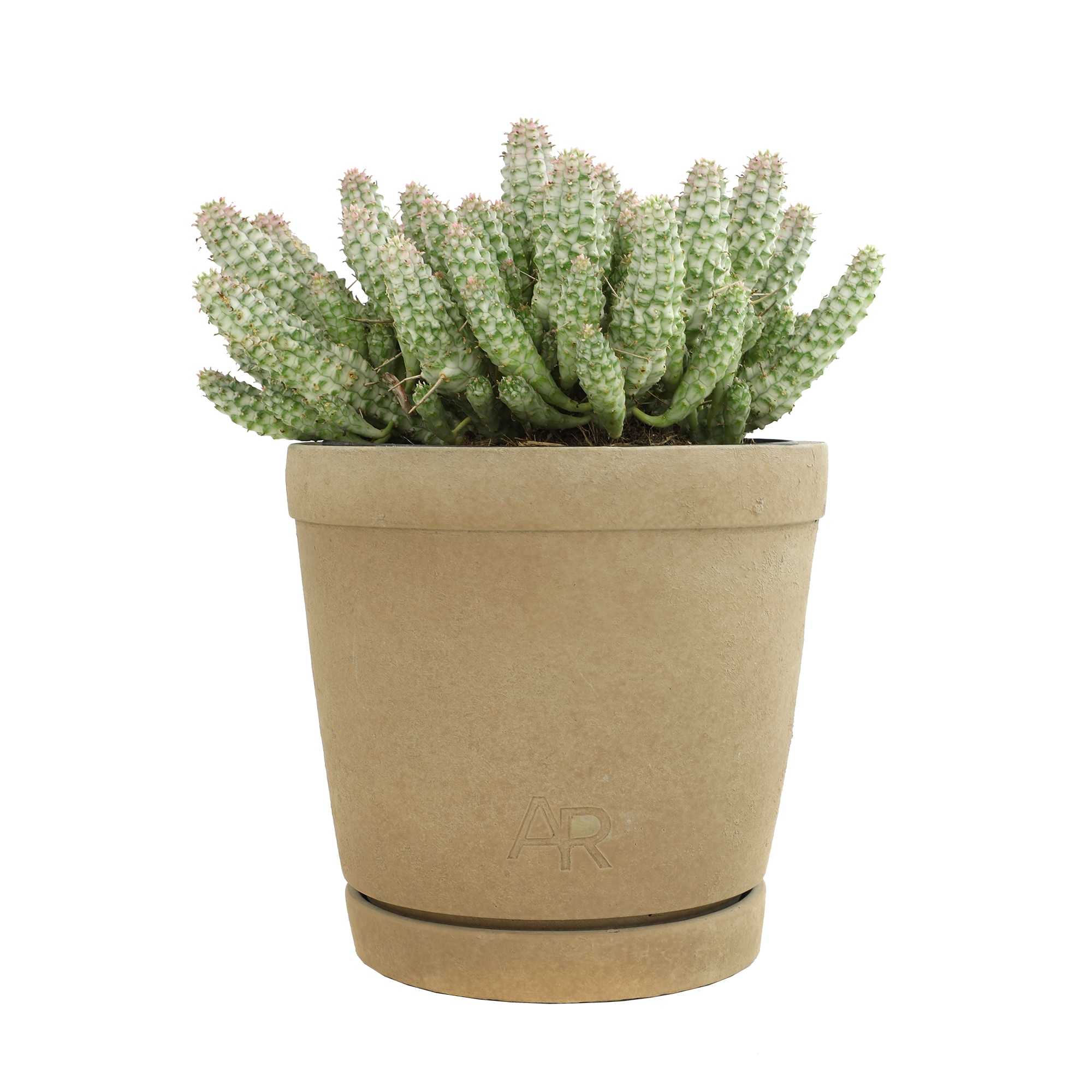 Altman Plants 0873216 1 -Pack Variegated Corncob Euphorbia in 6 -in Pot