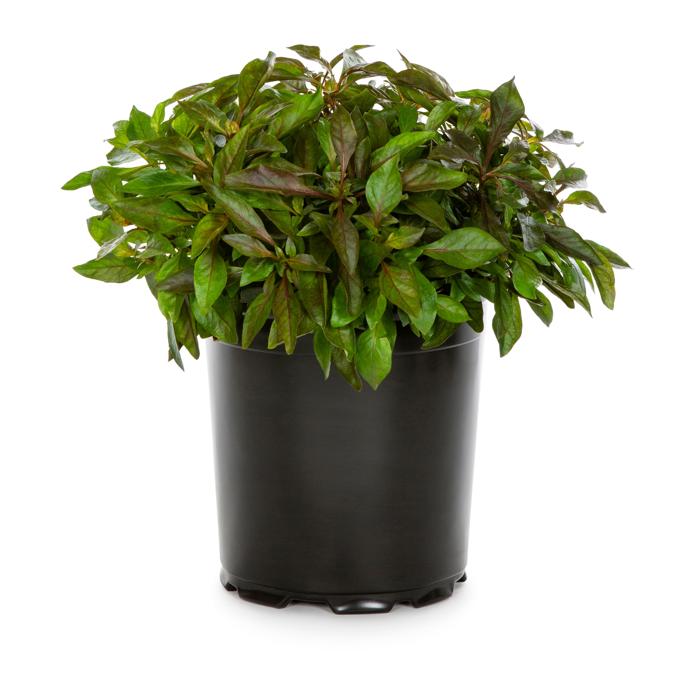 Pot Alternanthera Plants, Bulbs & Seeds at Lowes.com