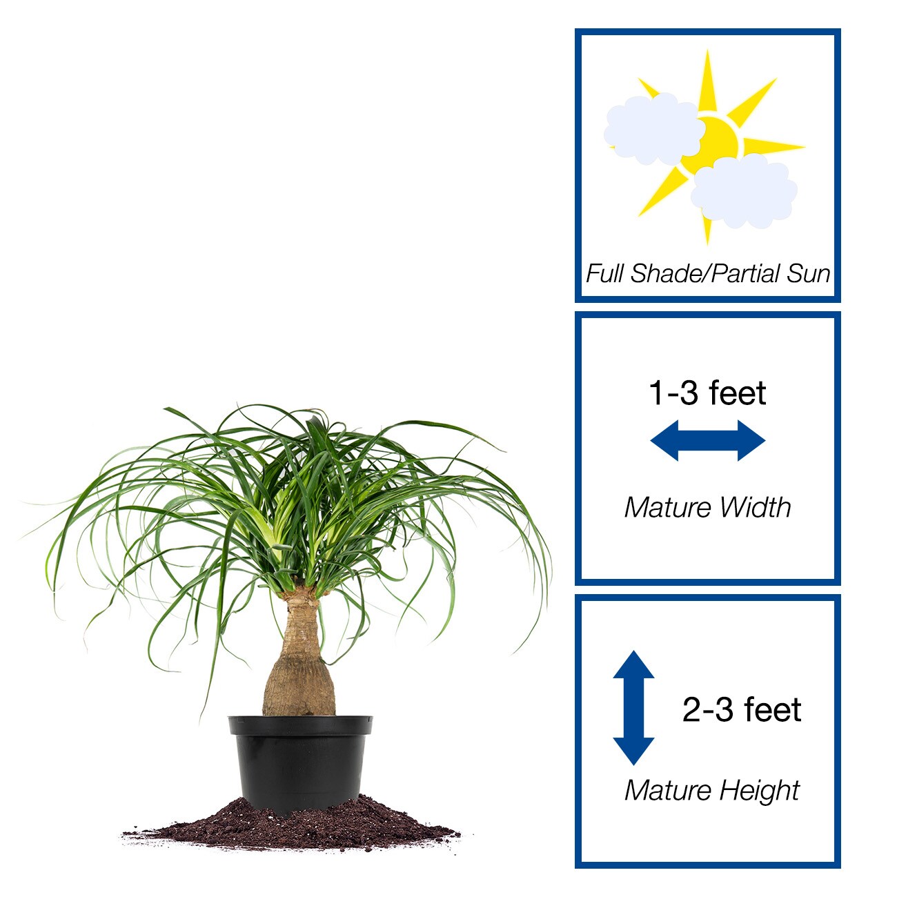 Perfect Plants LOPONYPALM6INPOT hseplants - View #6