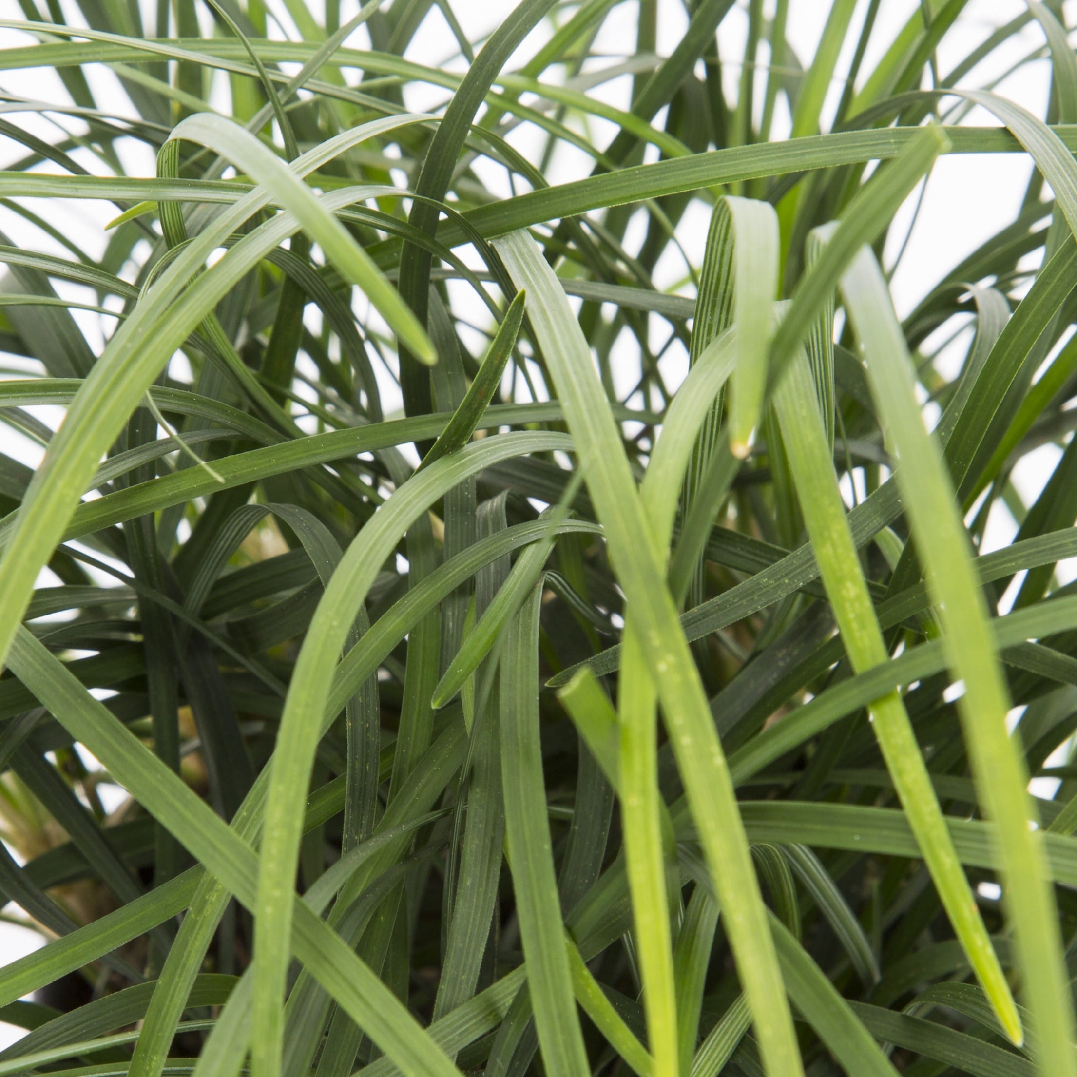 Lowe's 738553001167 perennials - View #2