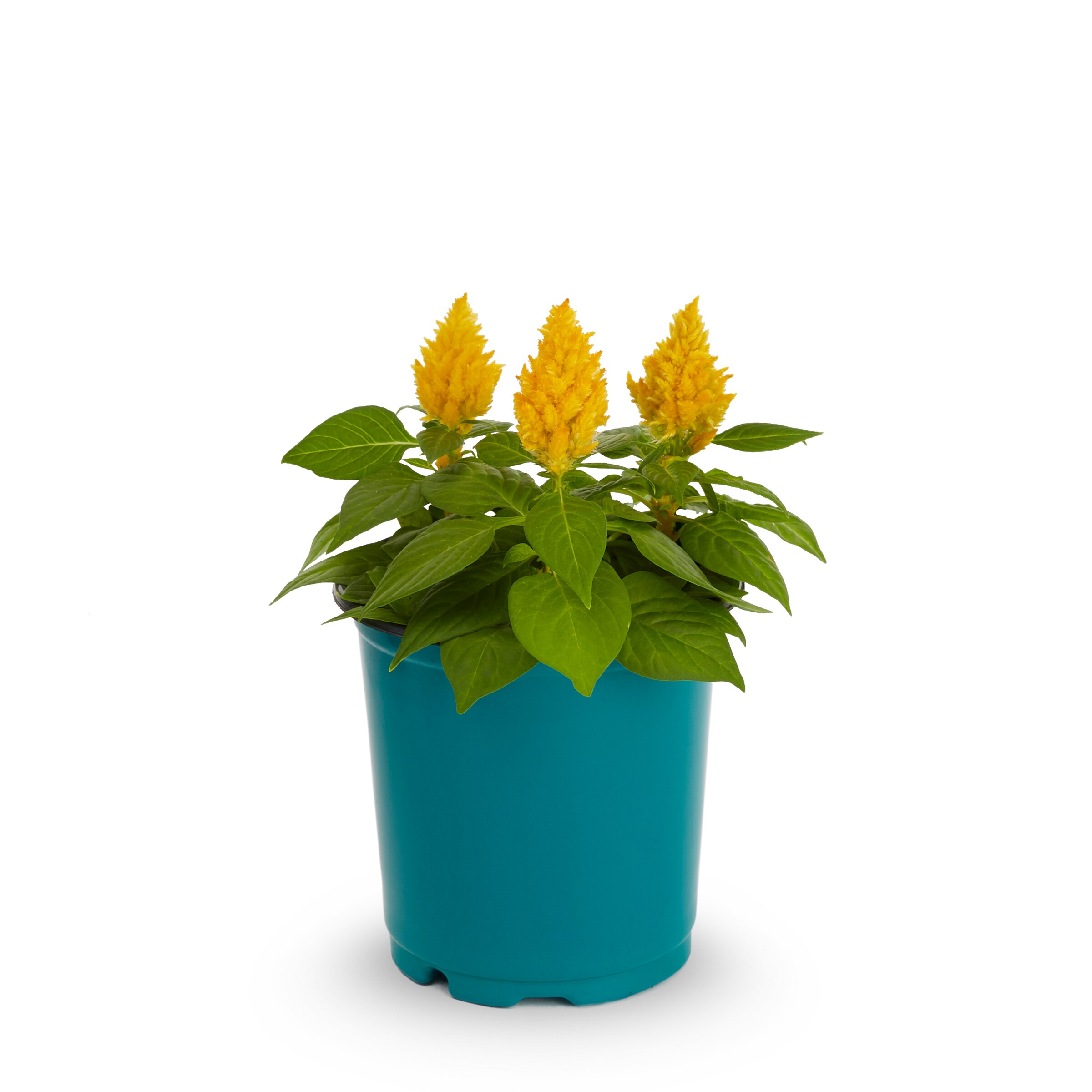 Lowe's 205924 annuals - View #3