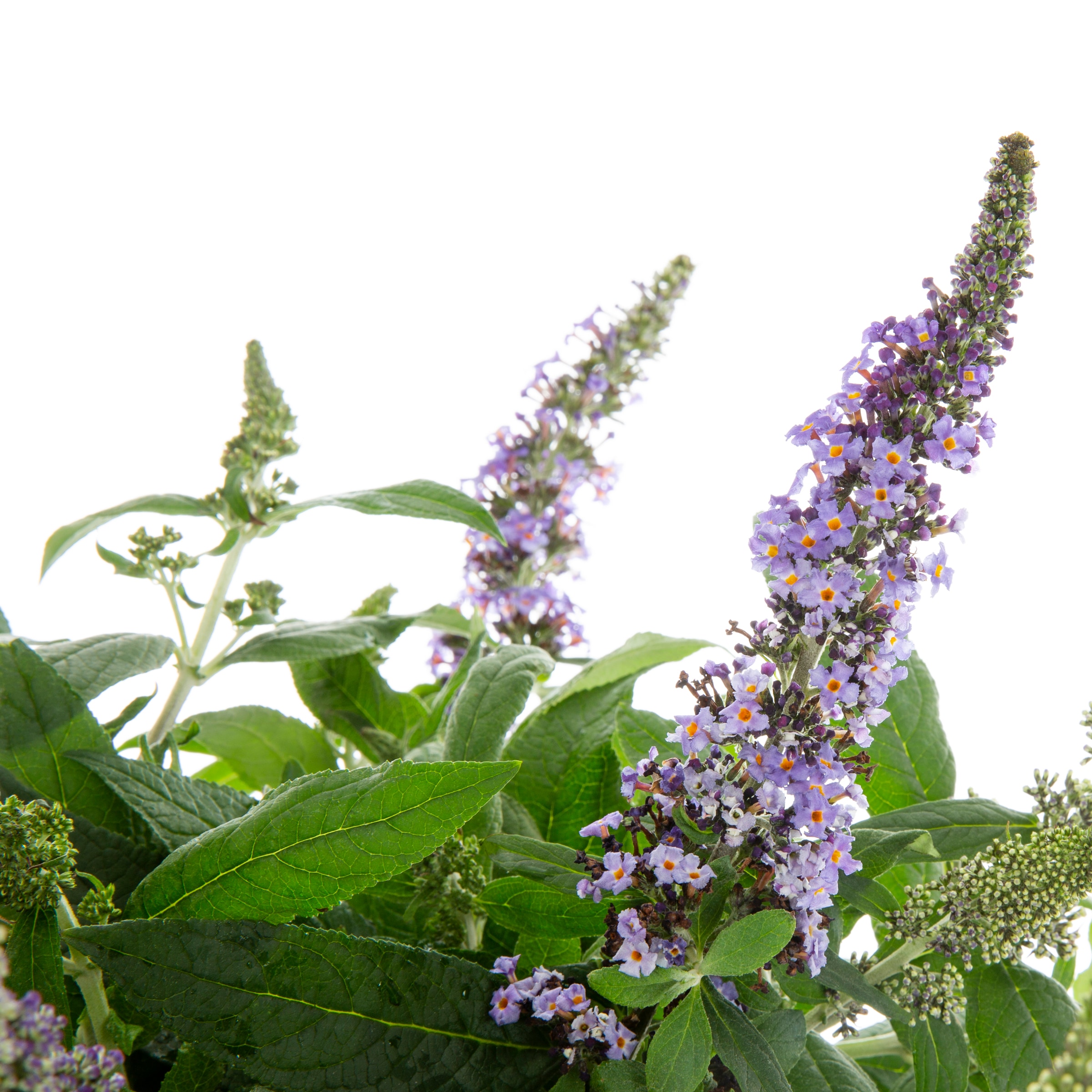Proven Winners 840500 LBlue Chip Butterfly Bush Flowering Shrub in 2 -Gallon Pot 1.0 -Pack with Blue Blooms