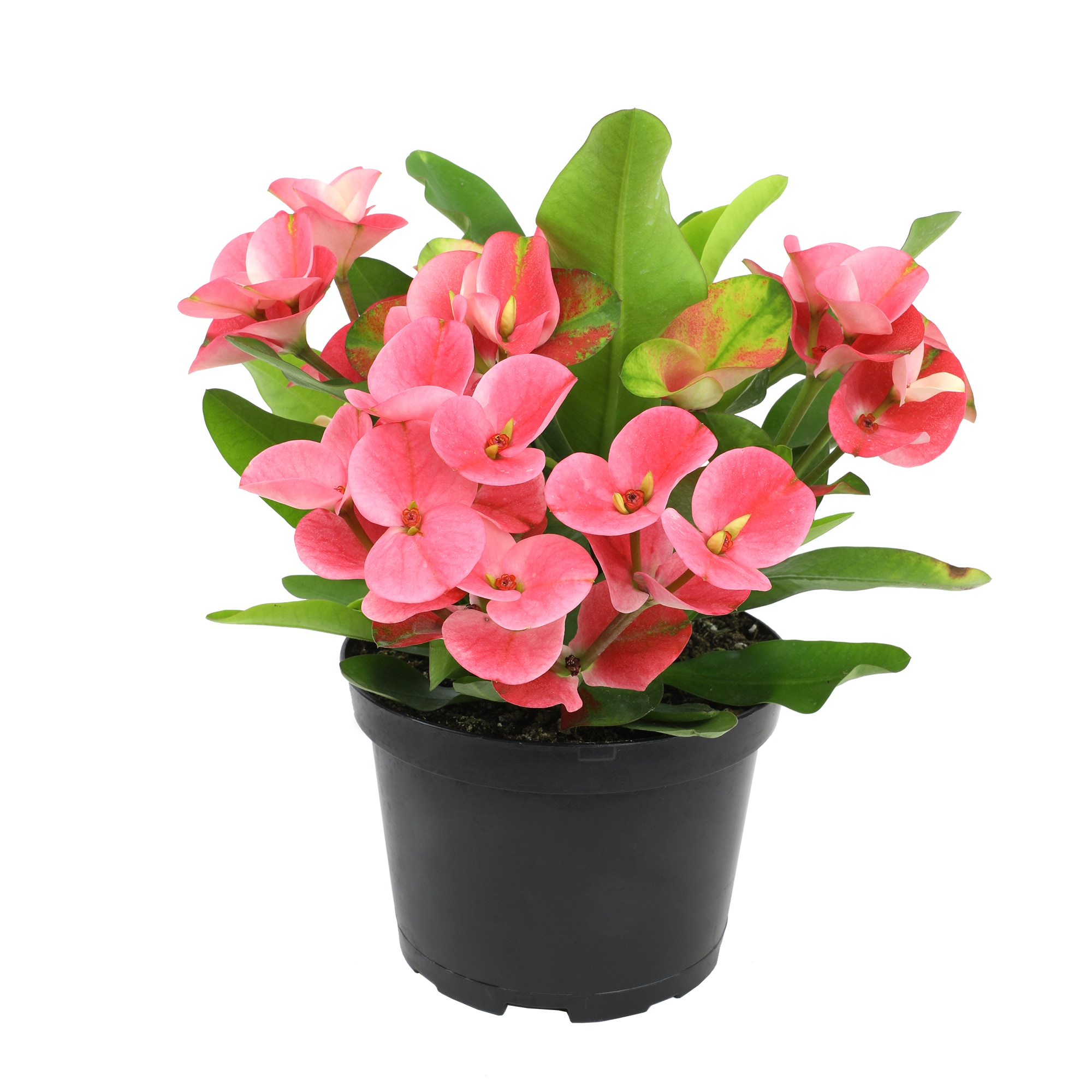 Deer Resistant Euphorbia Plants, Bulbs & Seeds at Lowes.com