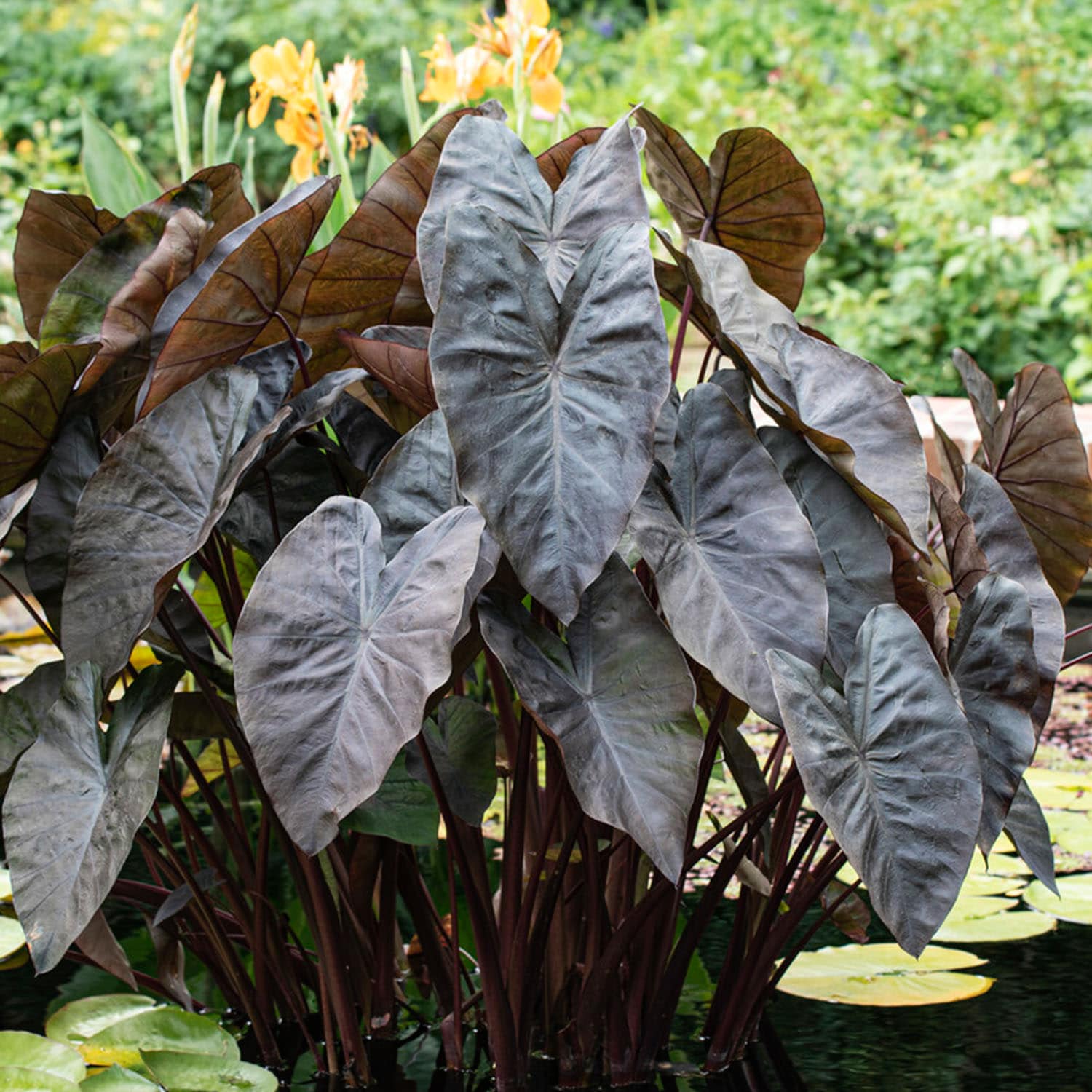 Garden State Bulb ECS-223-01-01 Black Colocasia Black Coral Elephant Ear Bulbs 1 Count
