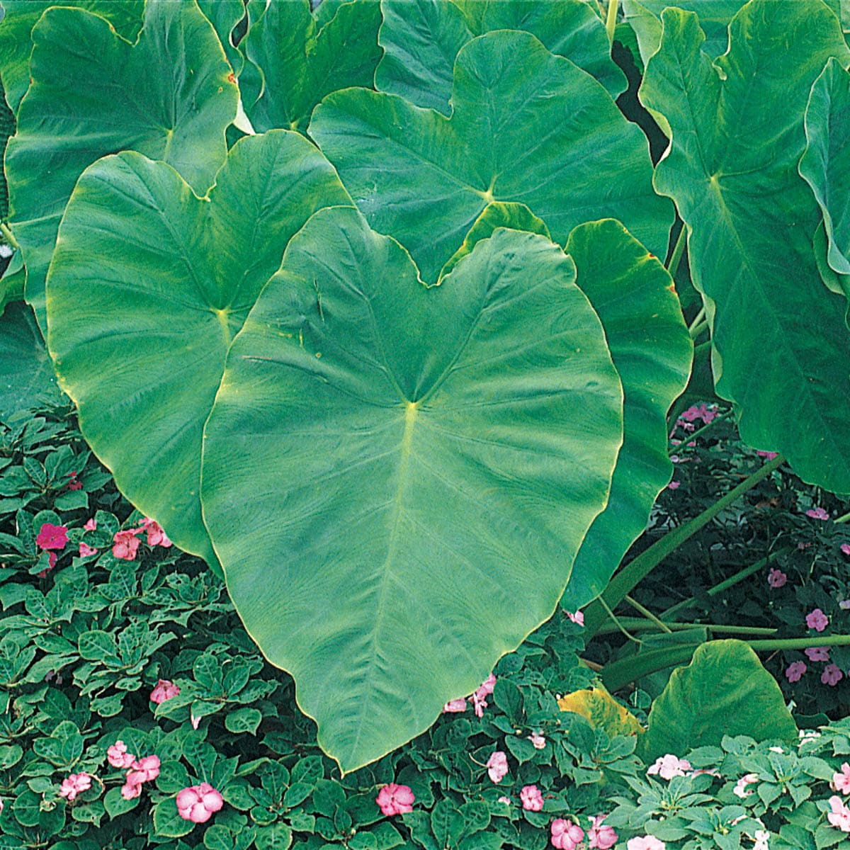 Breck's 63009 No flowers Elephant Ear Bulbs 3 Pack