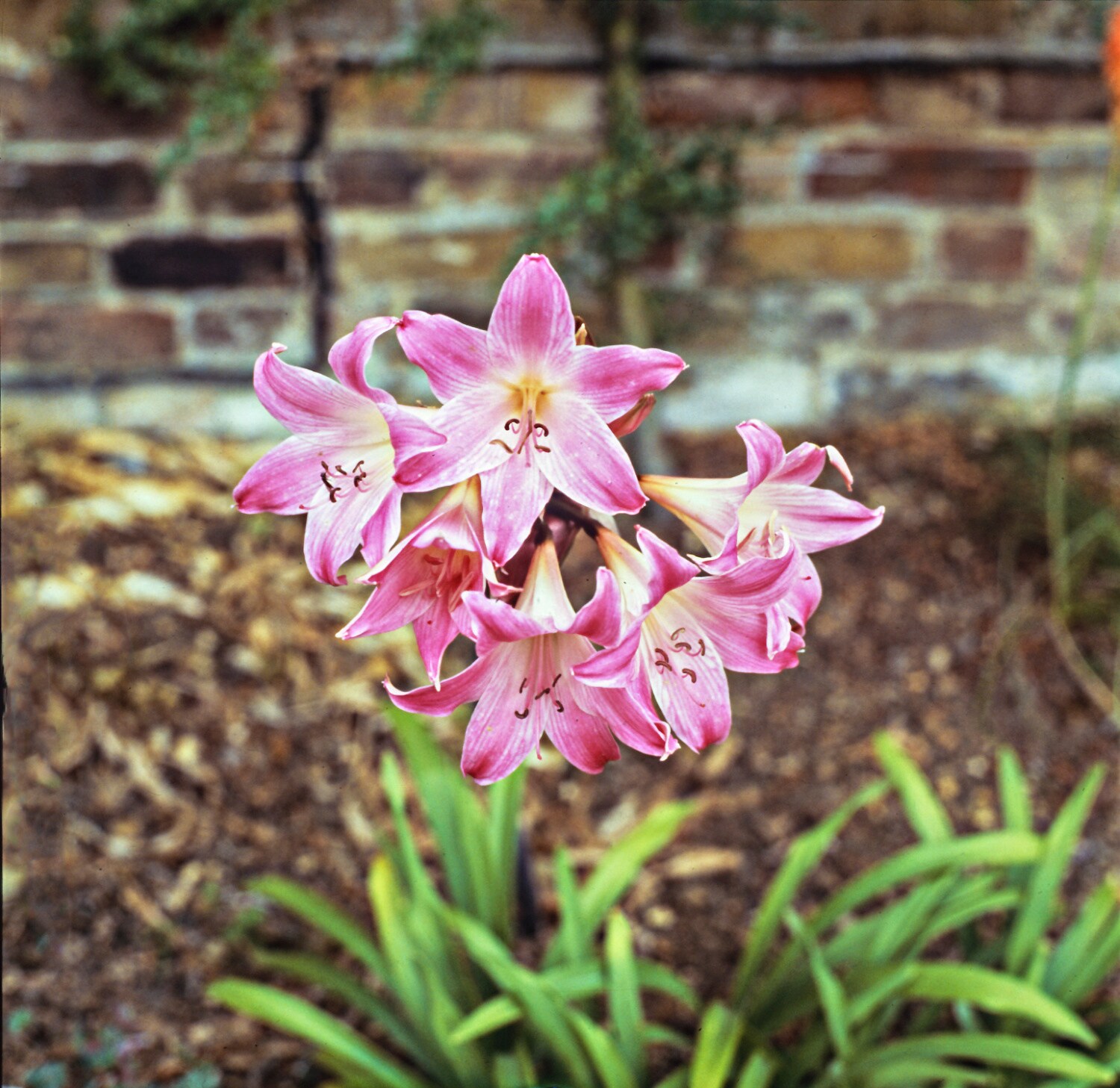 Breck's 91865 Plant-Bulbs - View #3