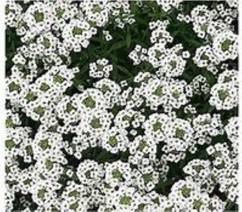 Lowe's NURSERY annuals - View #2