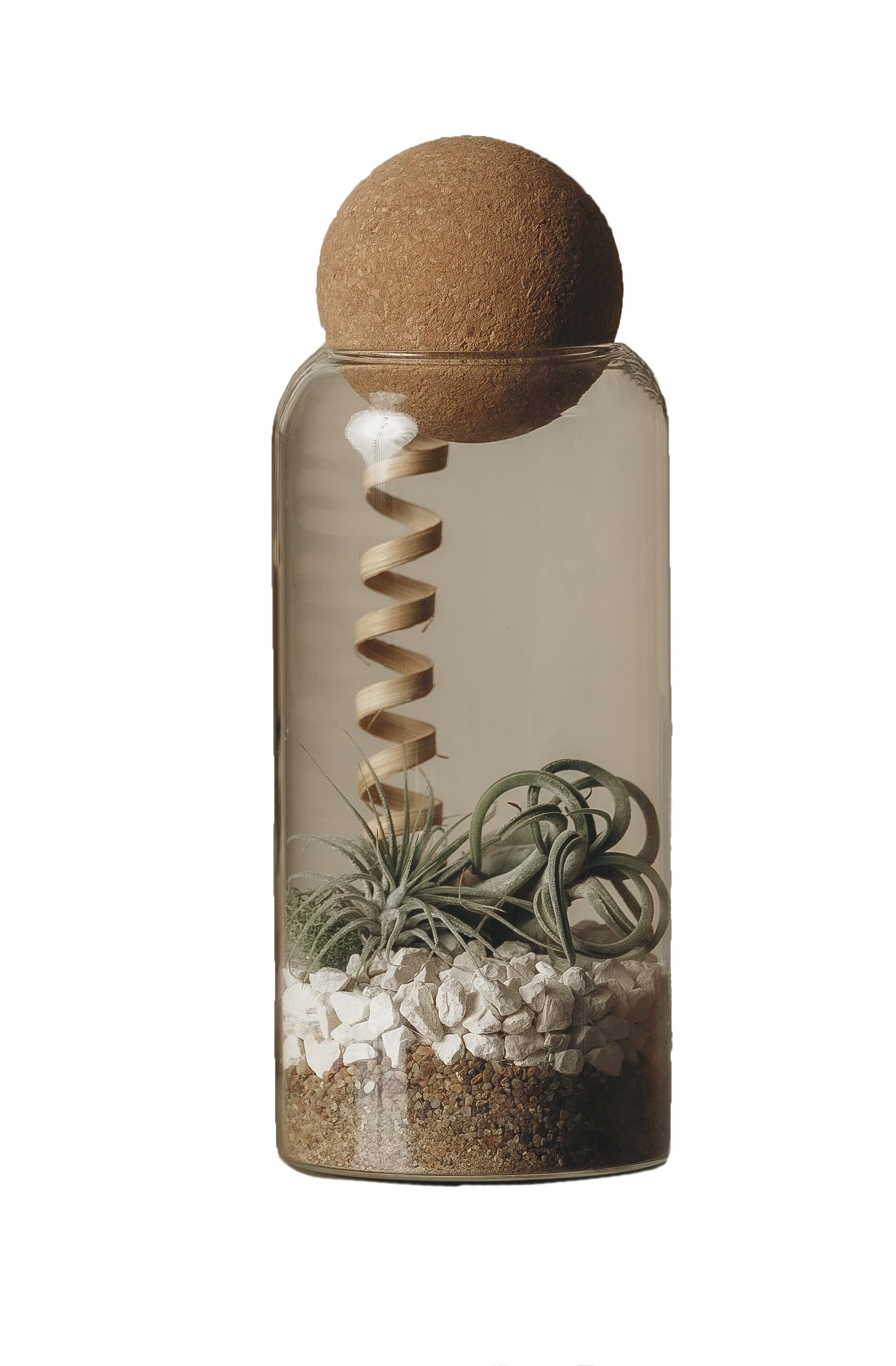 LiveTrends ASB07728 WINTER BLEND House plant in 1 -Pack Terrarium 1 -Pack