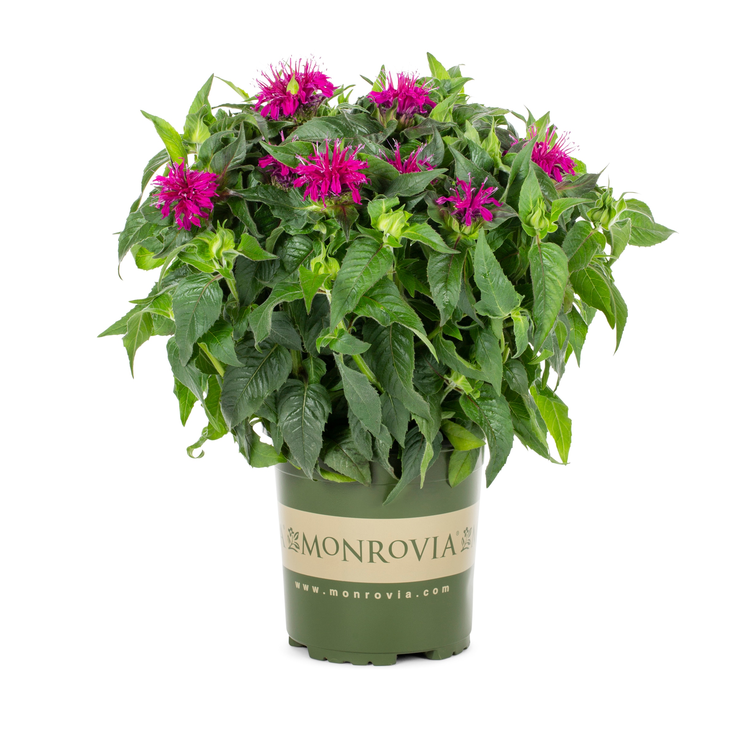 Purple Balmy Lilac Bee Balm in 2.5-Quart Pot in the Annuals department ...