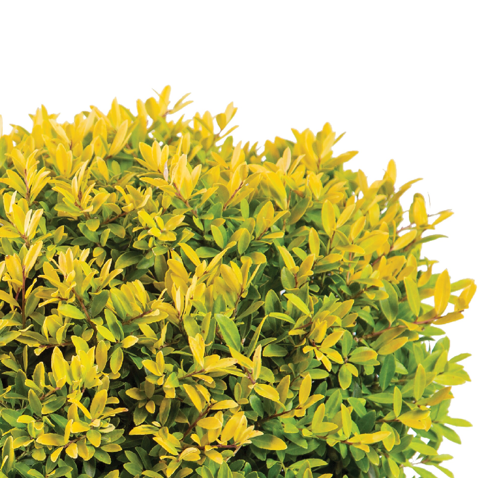 Southern Living NURSERY shrubs - View #2