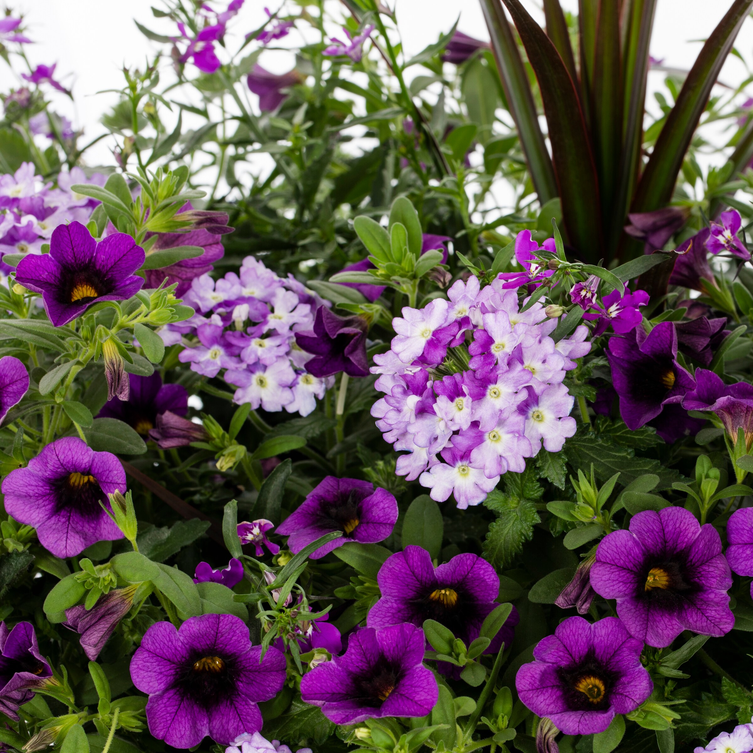 Proven Winners NURSERY annuals - View #2