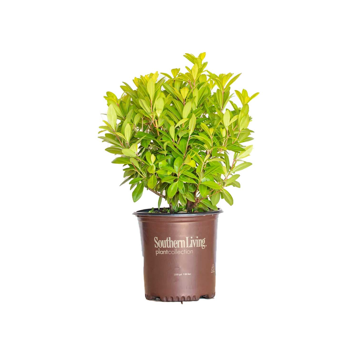 Southern Living Plant Collection 31932-1 Florida Sunshine Illicium Accent Shrub in 2 -Gallon Pot 1 -Pack