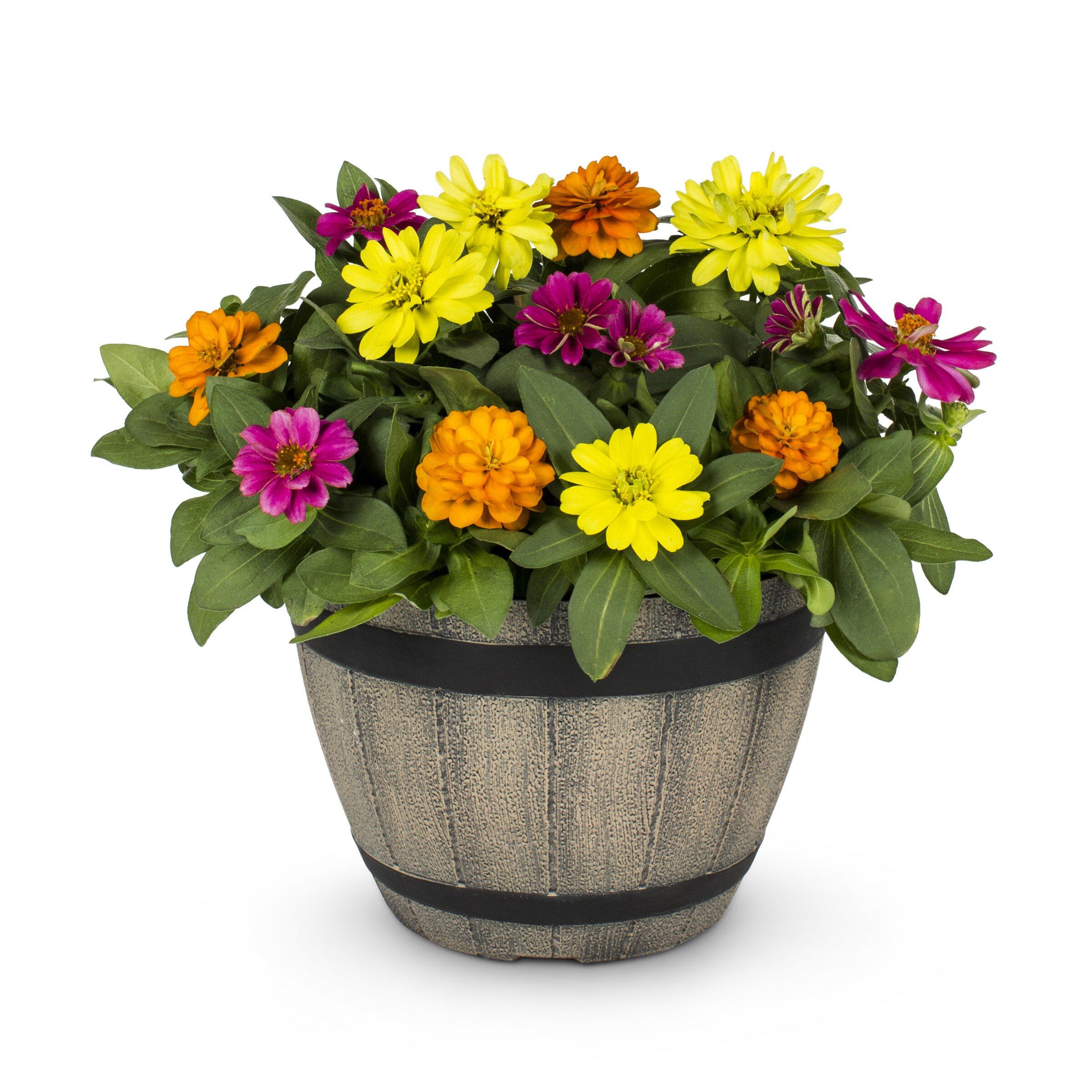Metrolina Greenhouses 5058 Multicolor Zinnia in 1 Gallon(s) Planter 1 -Pack