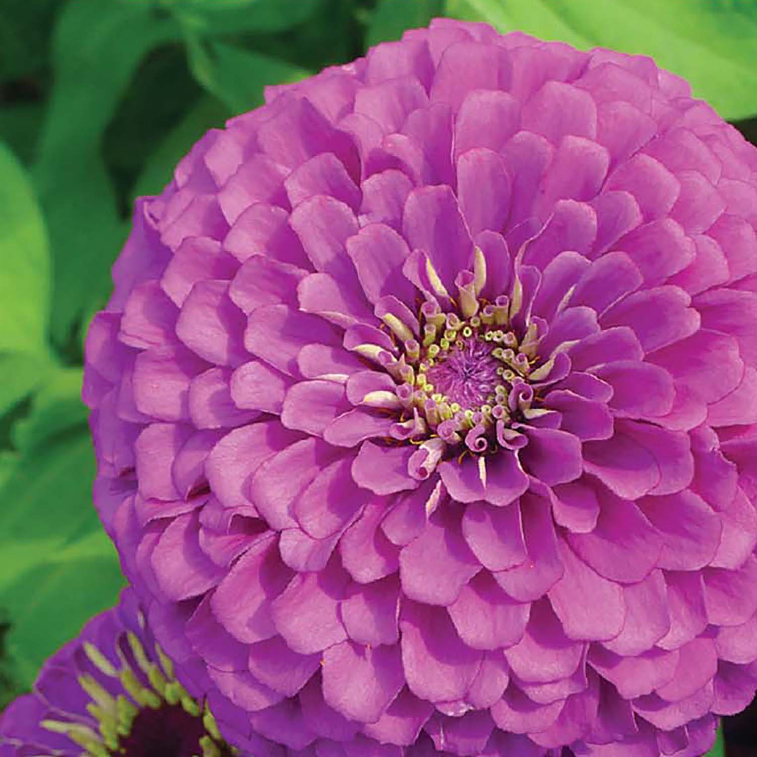 Ferry-Morse LC25.4140 seeds - View #3