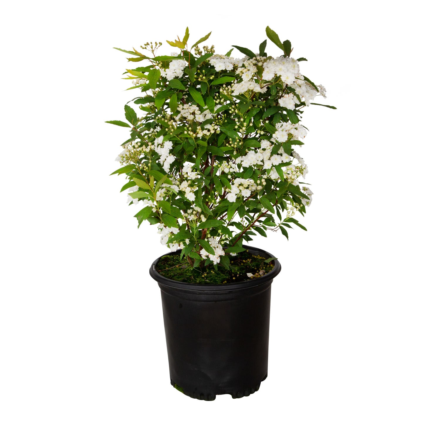 Flowerwood 5380Q-1 shrubs - View #2