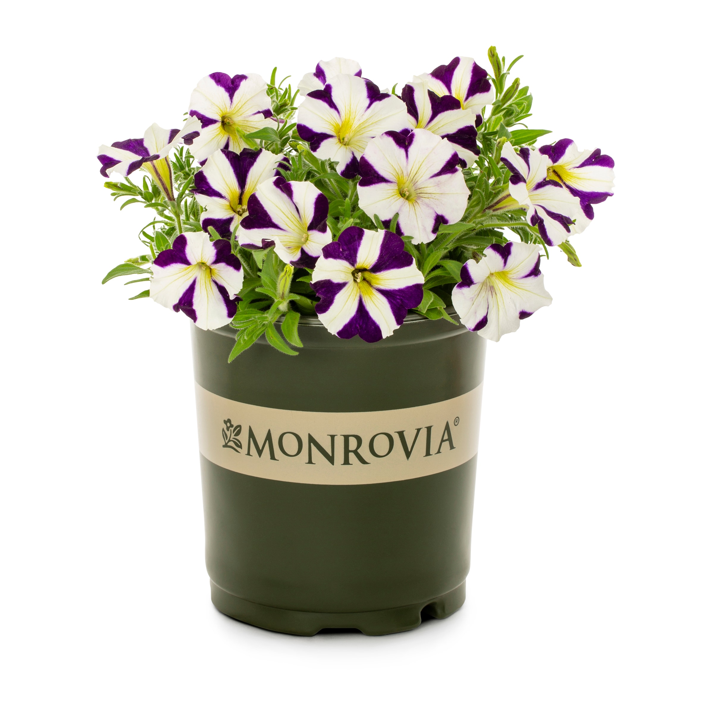 Lowe's 2671180 Multicolor Petunia in 2 Quart(s) Planter 1 -Pack