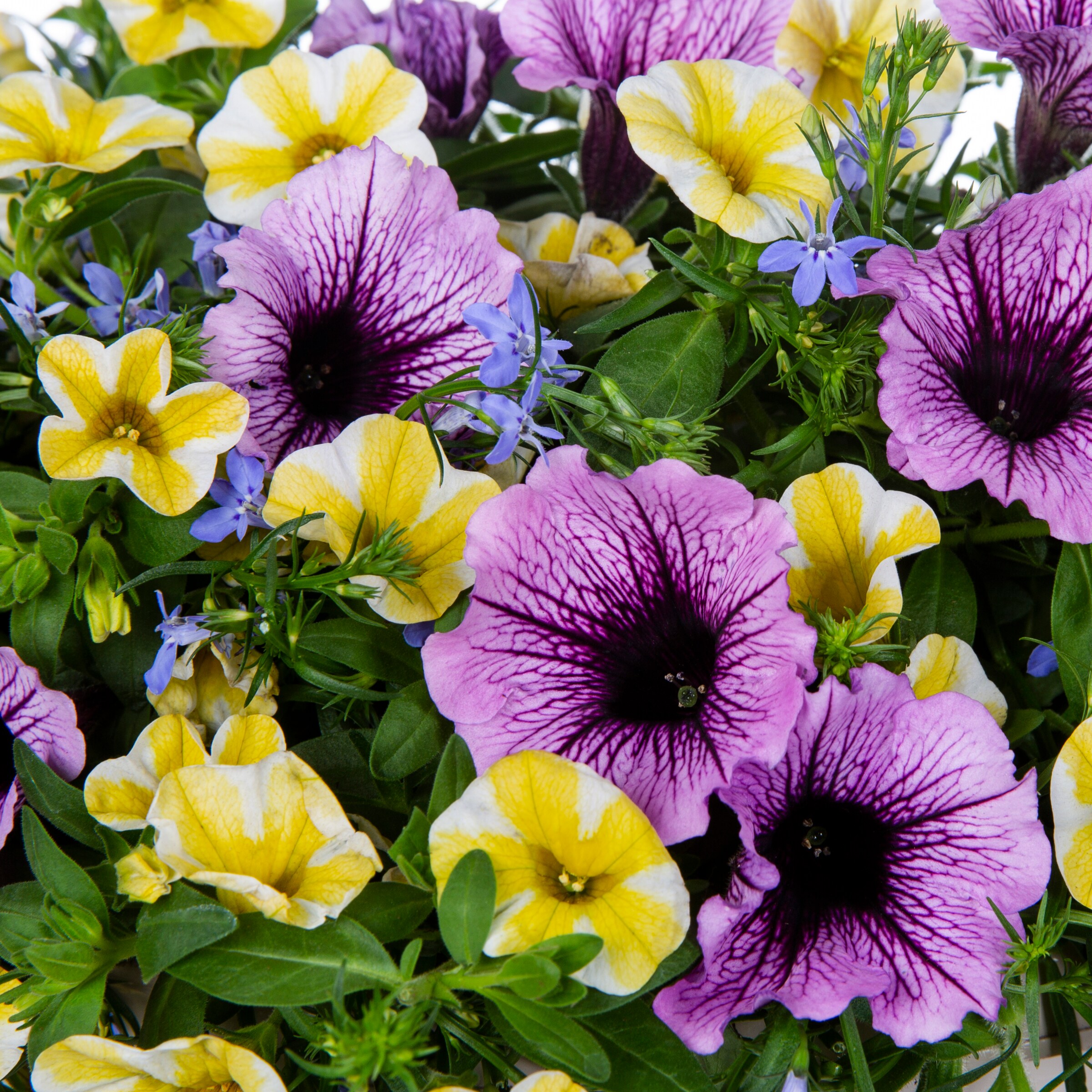 Proven Winners 2693750 annuals - View #2