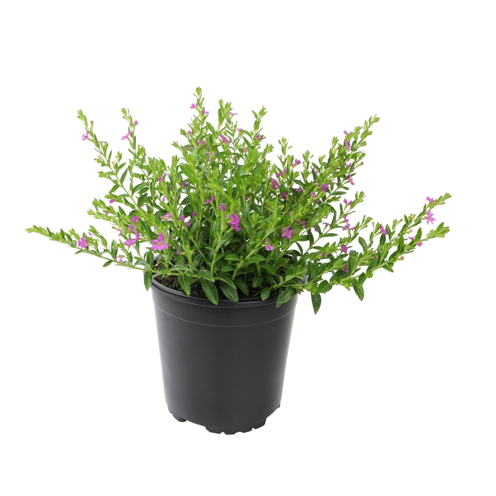 Altman Plants 0881259 annuals - View #7