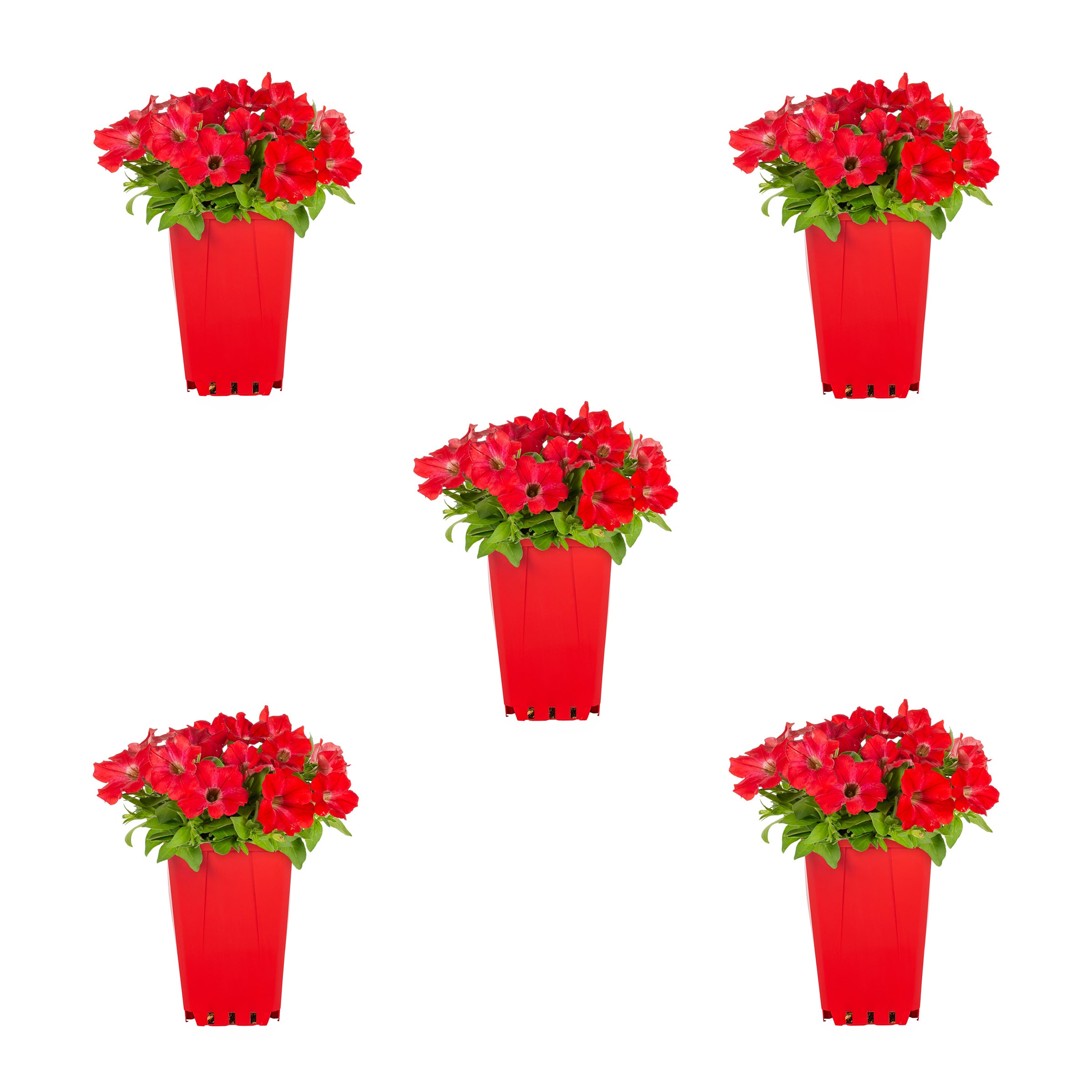 Metrolina Greenhouses 5277 Red Petunia in 1-Quart Pot 5-Pack