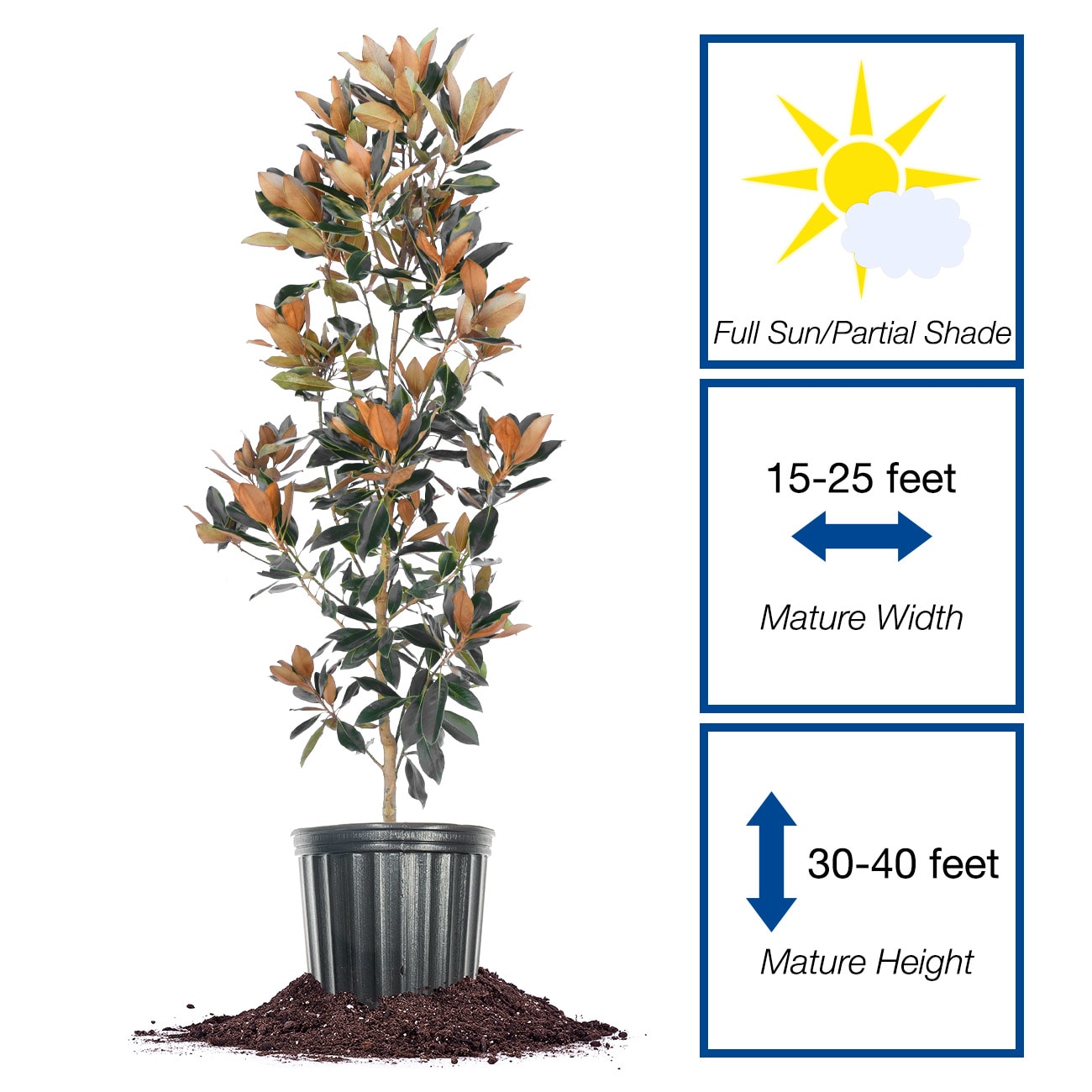 Perfect Plants LOBRACKENBROWN5G trees - View #2