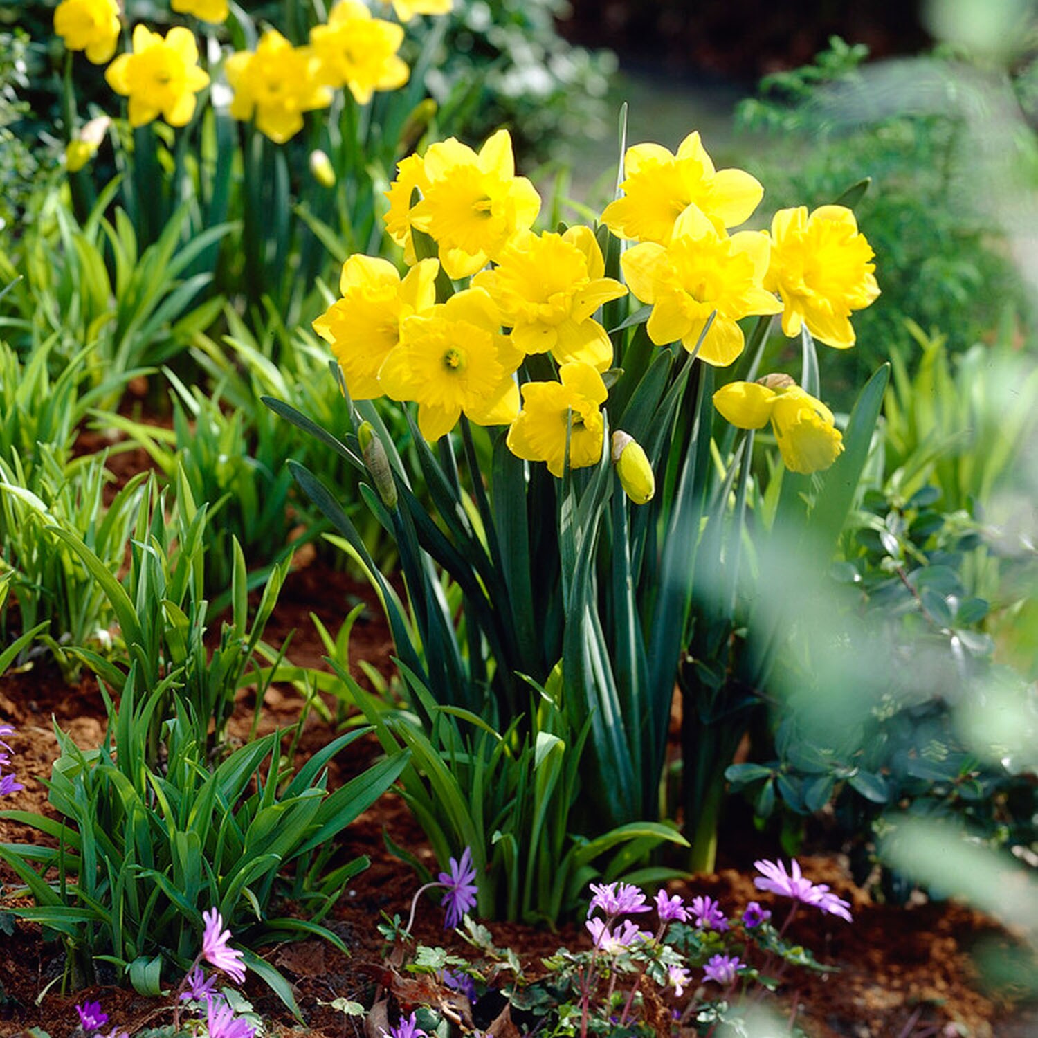 Garden State Bulb ECF-96-100-04 Plant-Bulbs - View #6