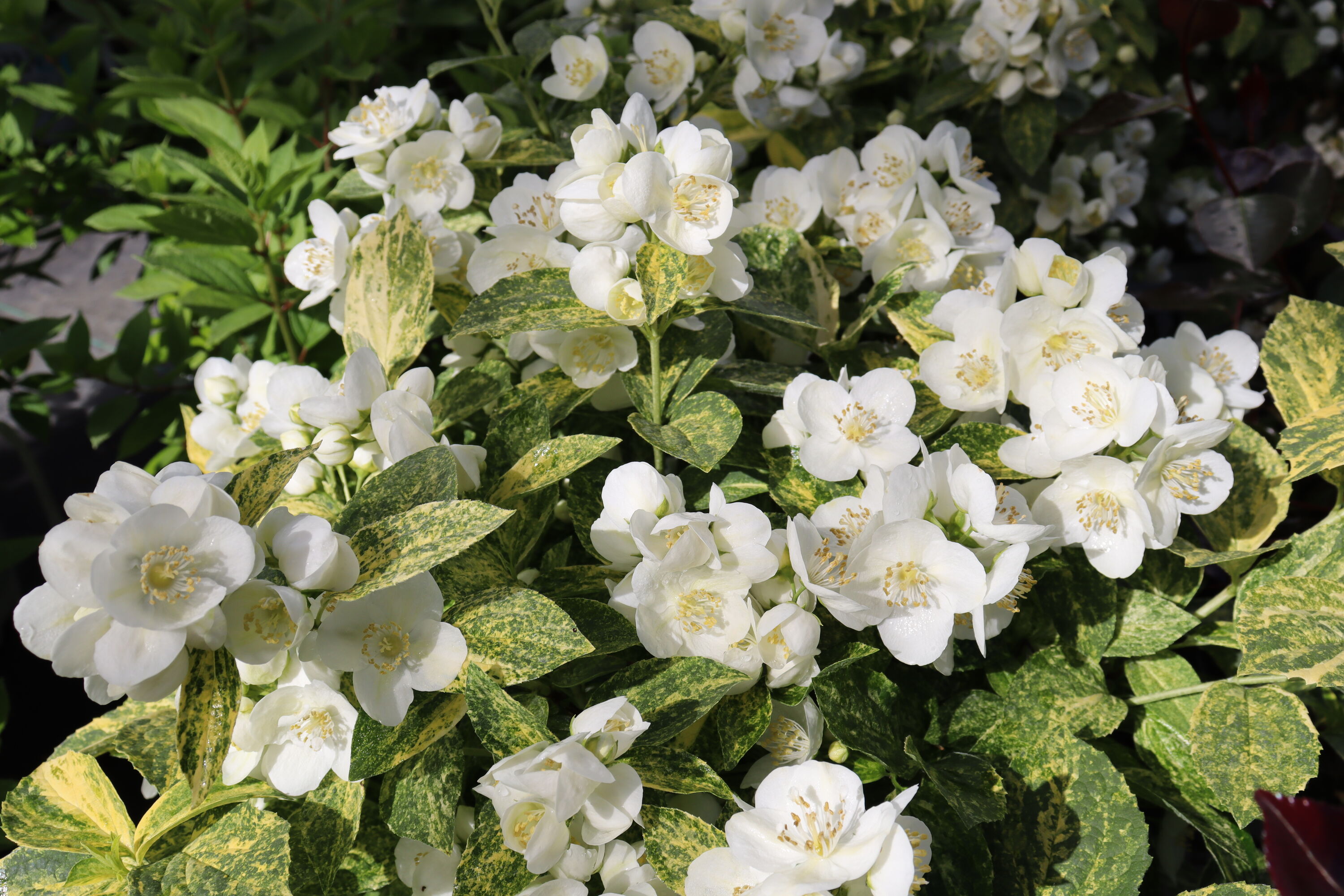 Proven Winners PHIPRC0017800 shrubs - View #4