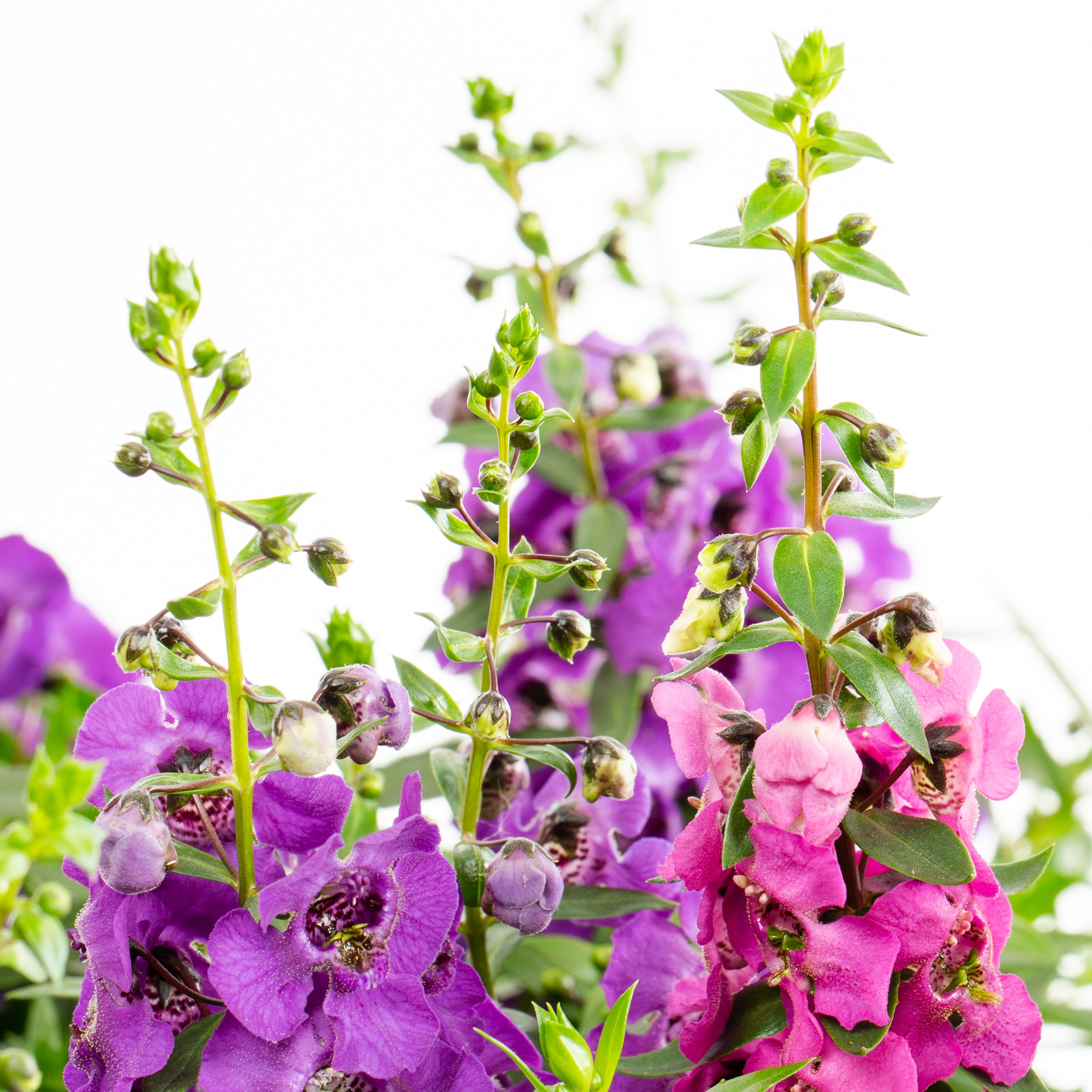 Lowe's NURSERY annuals - View #2