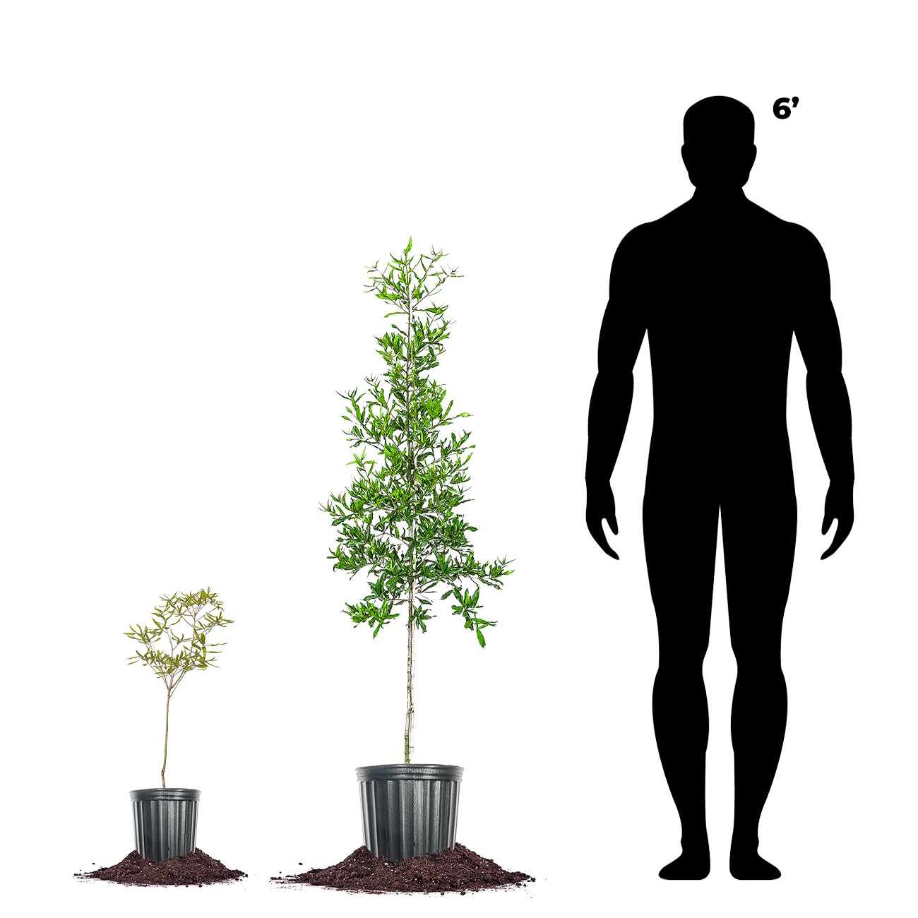Perfect Plants LOWILLOWOAK3G trees - View #5