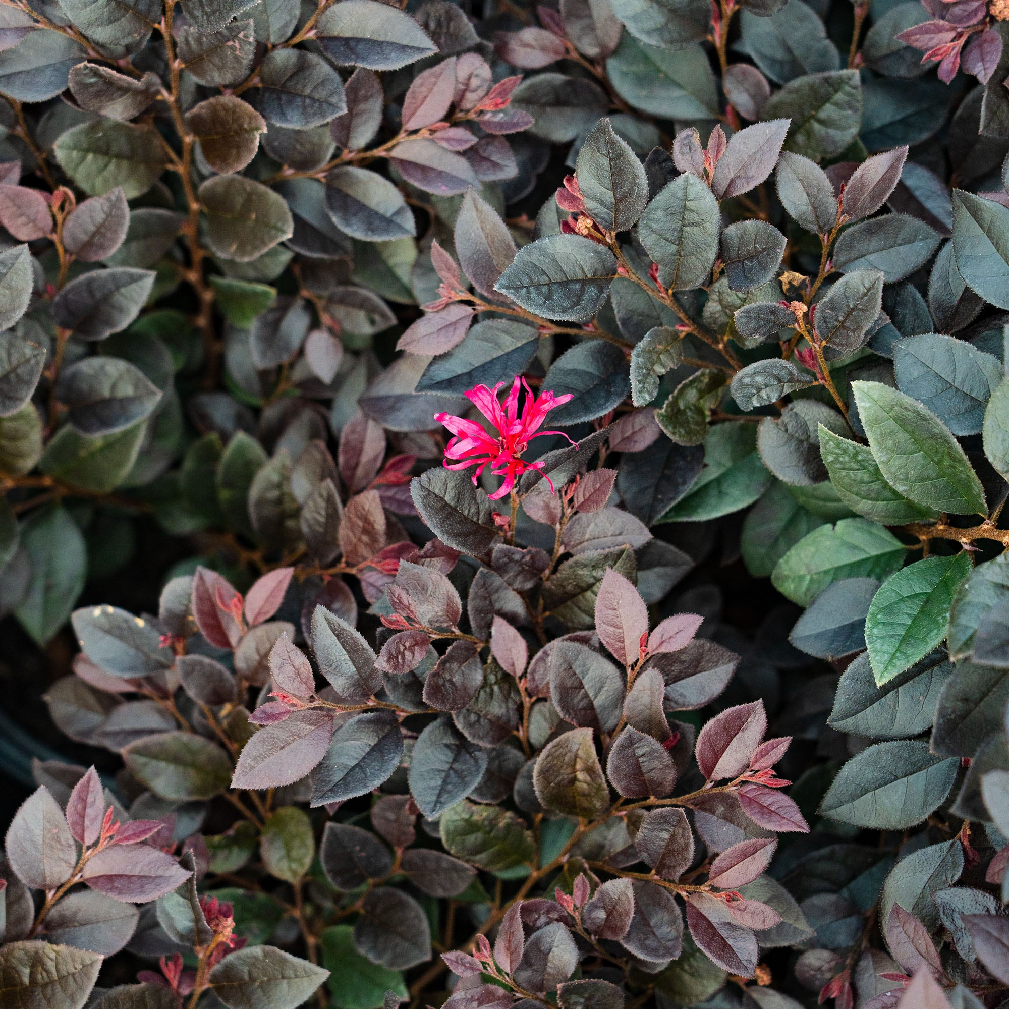 Perfect Plants LOCERISECHARM3G shrubs - View #5