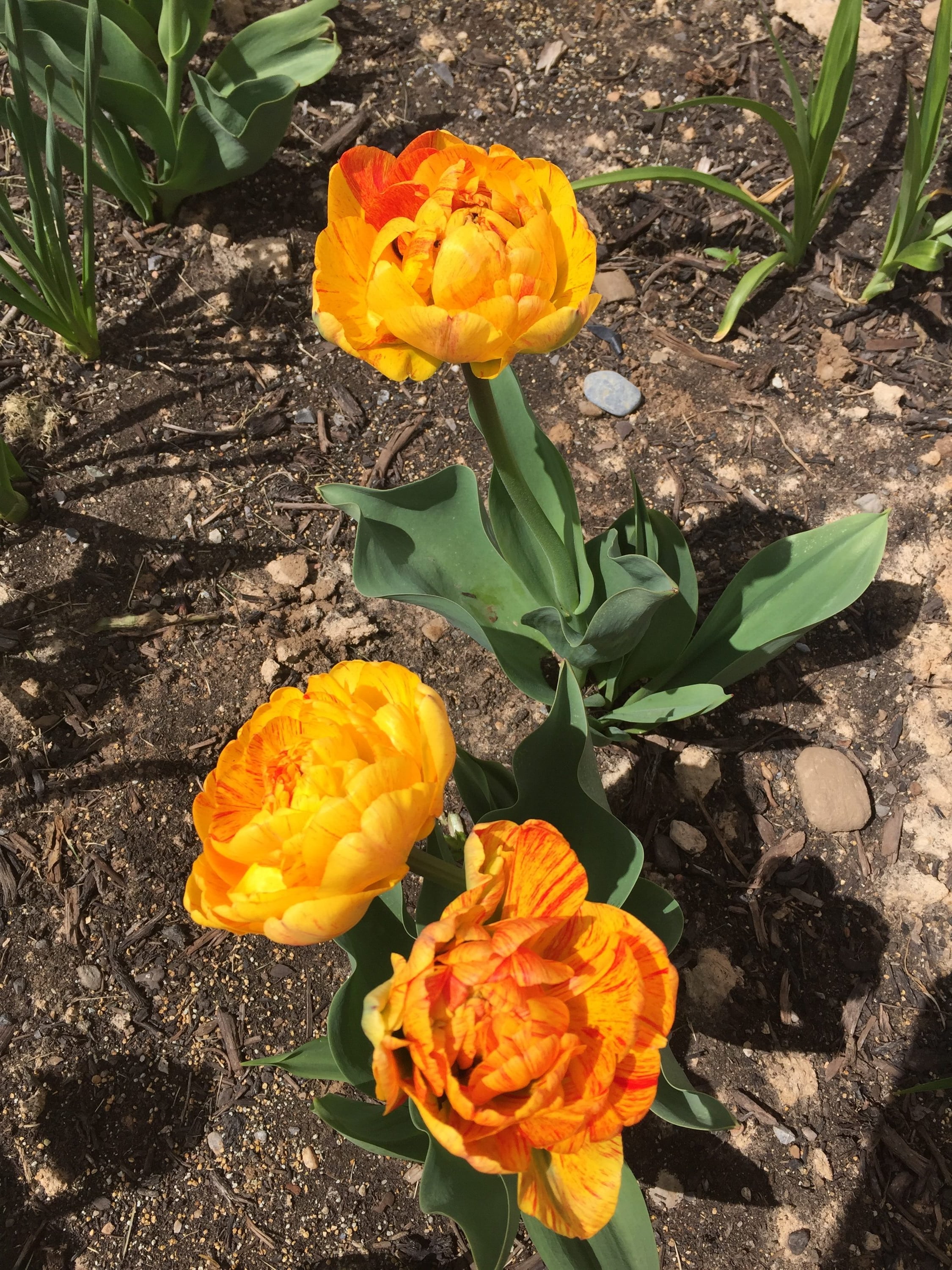 Daylily Nursery 21620 Multicolor Double Late Tulips (mixed) Plant in 25 -Pack Bareroot 1 -Pack