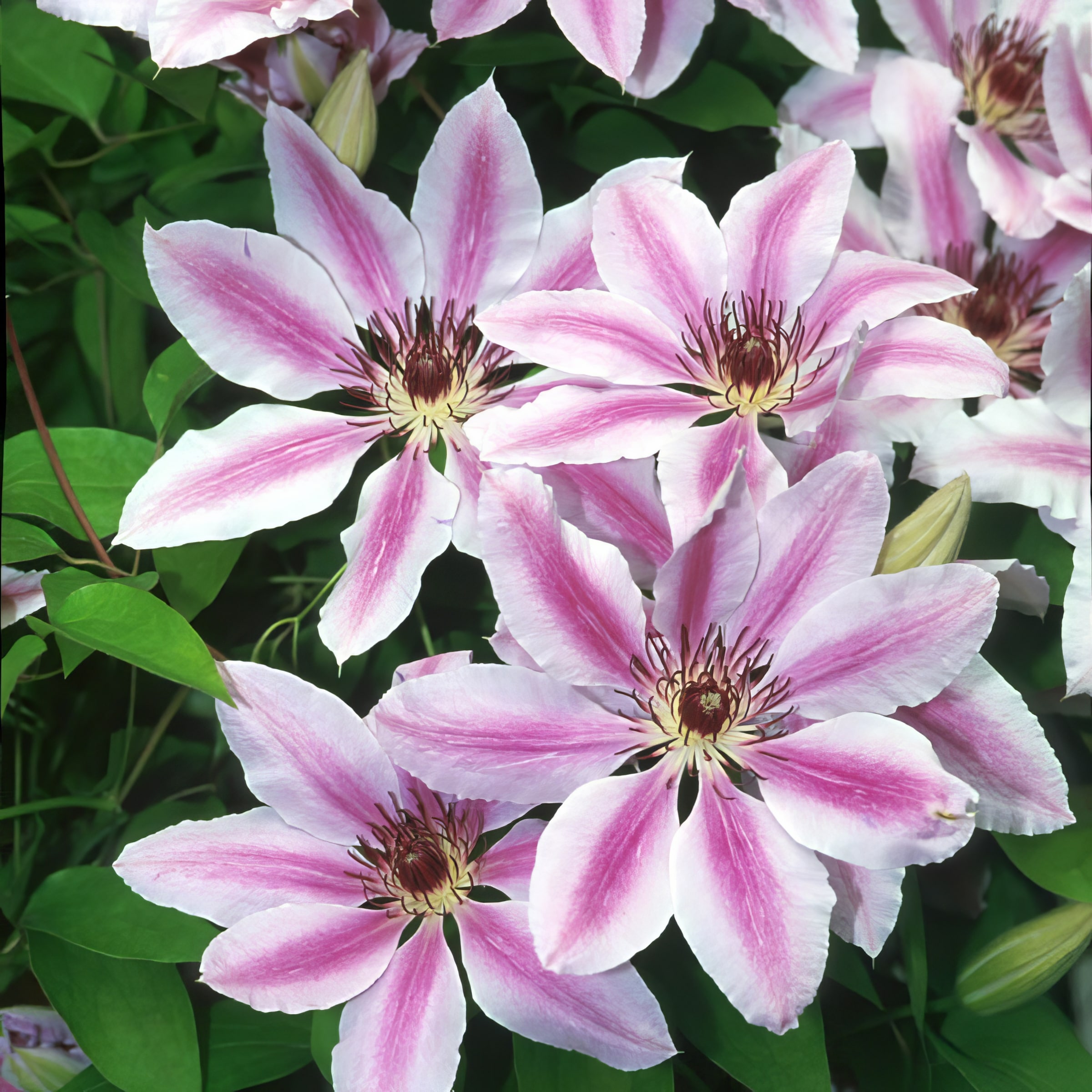 National Plant Network 1-Quart in Pot Clematis in the Vines department ...