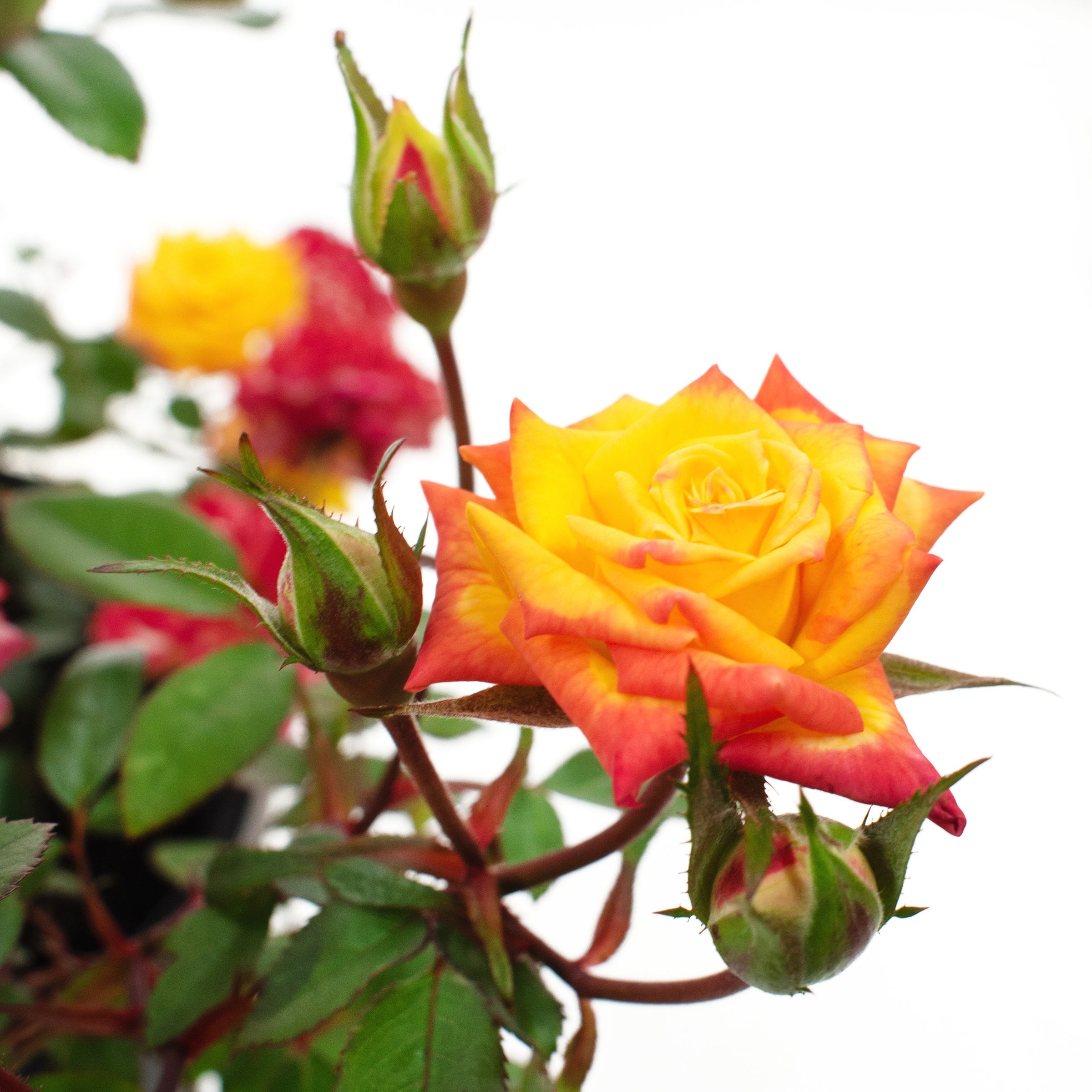 National Plant Network LW1798 roses - View #3