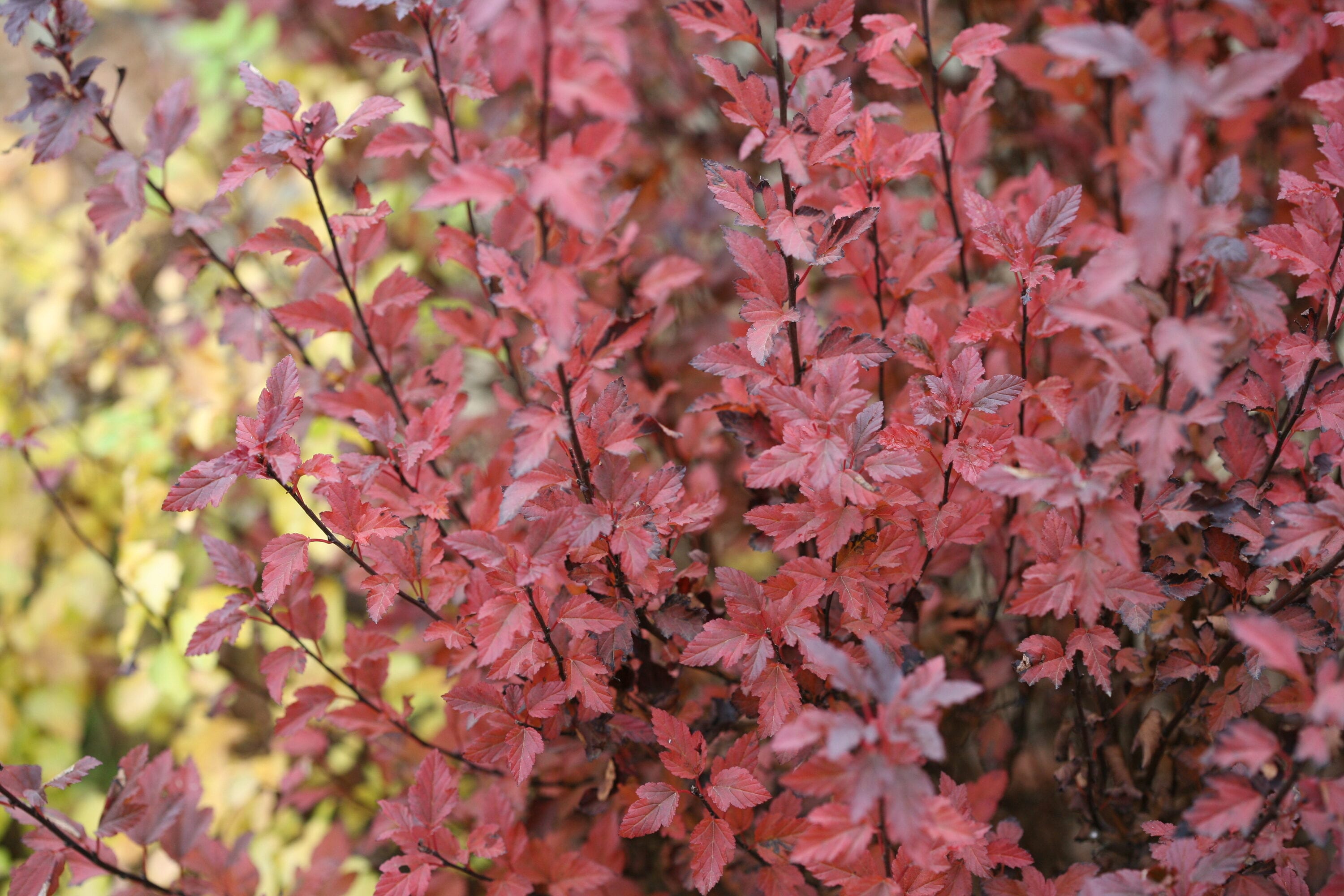Proven Winners PHYPRC1037800 shrubs - View #4