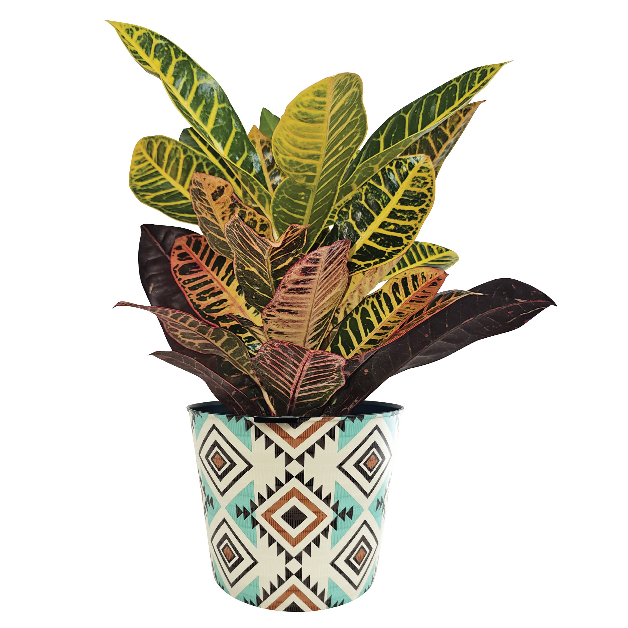 Nature's Way Farms - Porch Perfect Croton Petra House plant in 3 Quart(s) Planter 1 -Pack