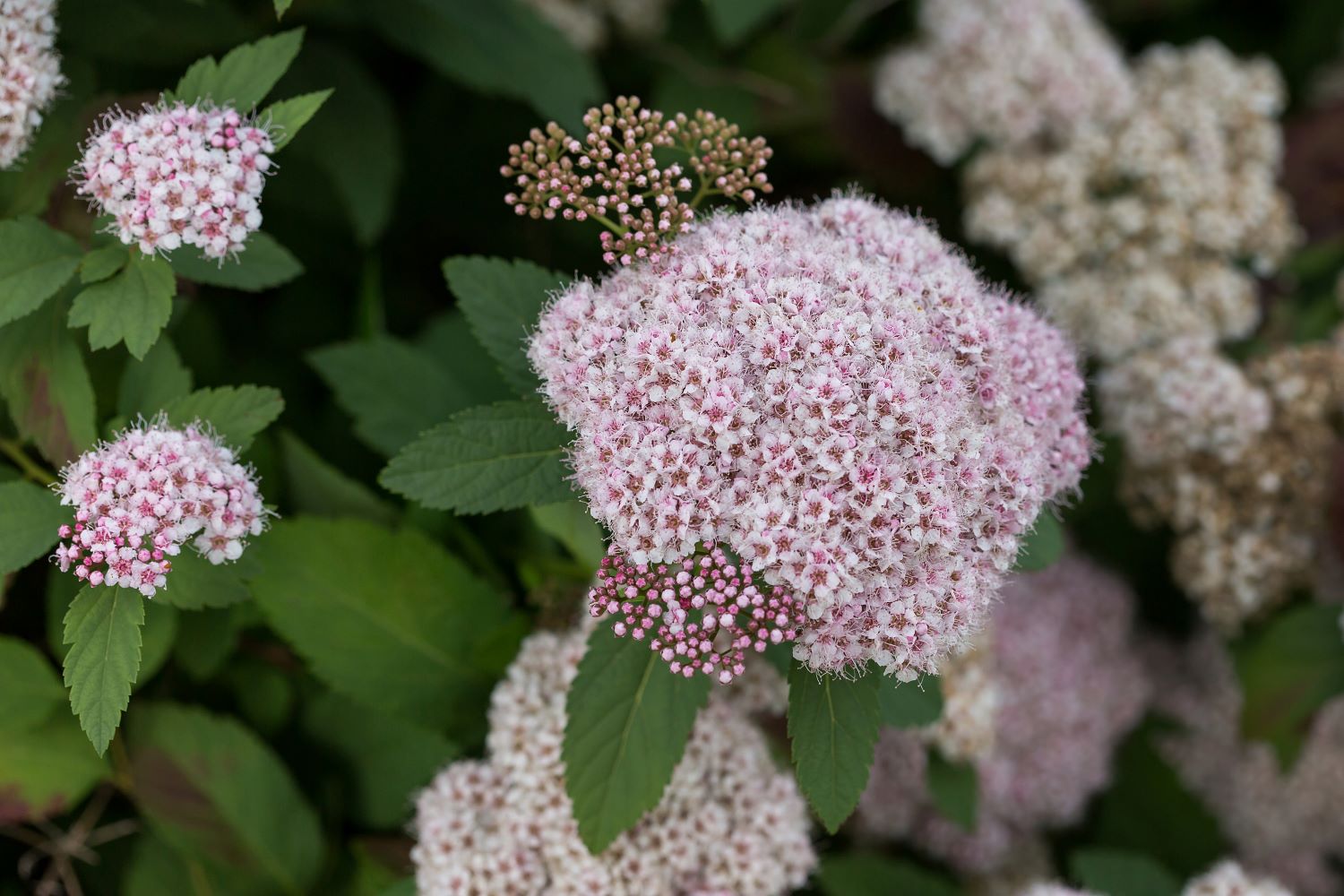 First Editions O85172F shrubs - View #2
