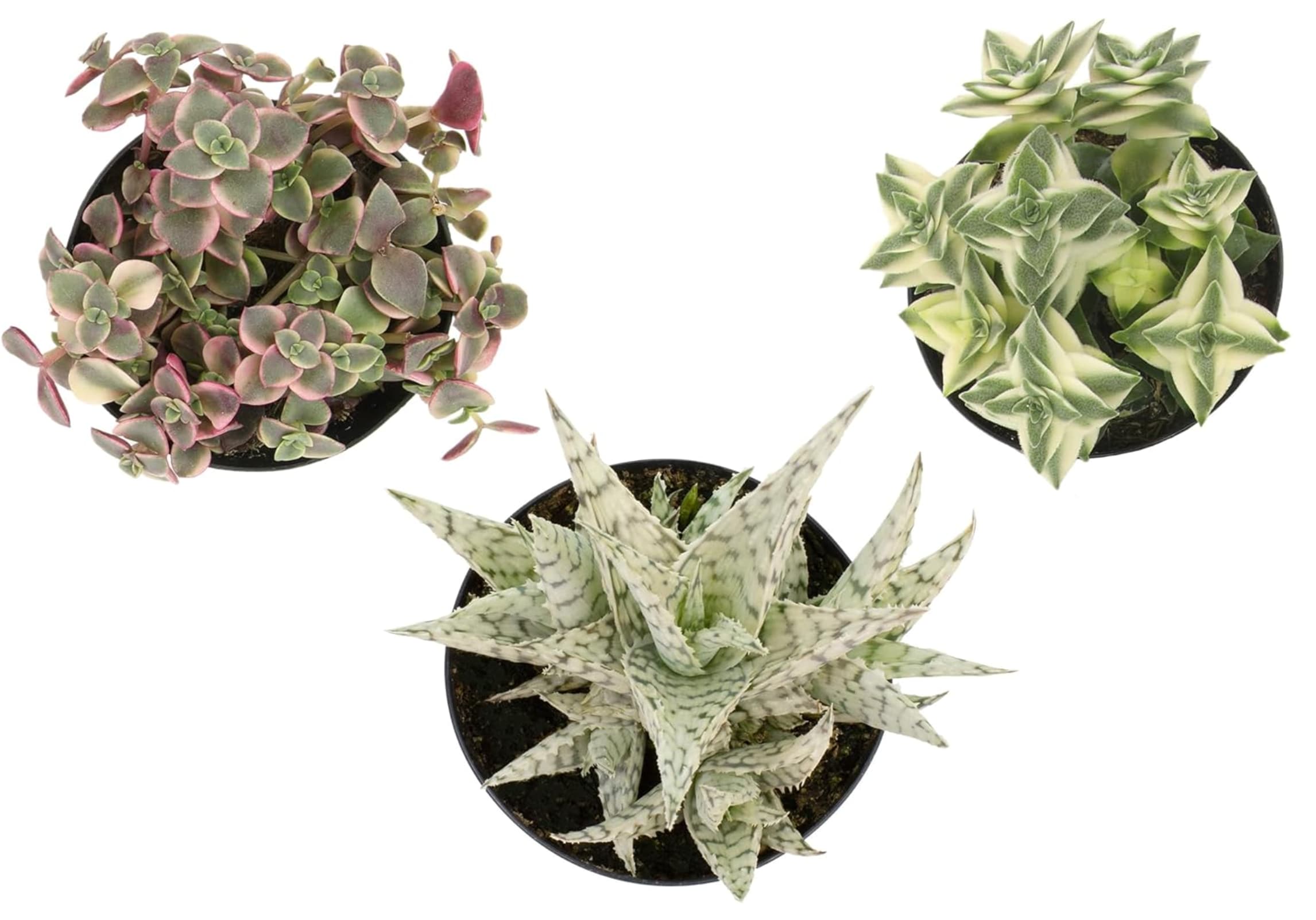 Altman Plants 0873250 3 -Pack Assorted Variegated Succulents in 3.5 -in Pot