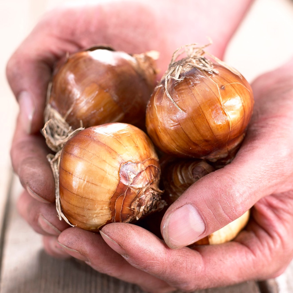 Van Zyverden 21541 Plant-Bulbs - View #2