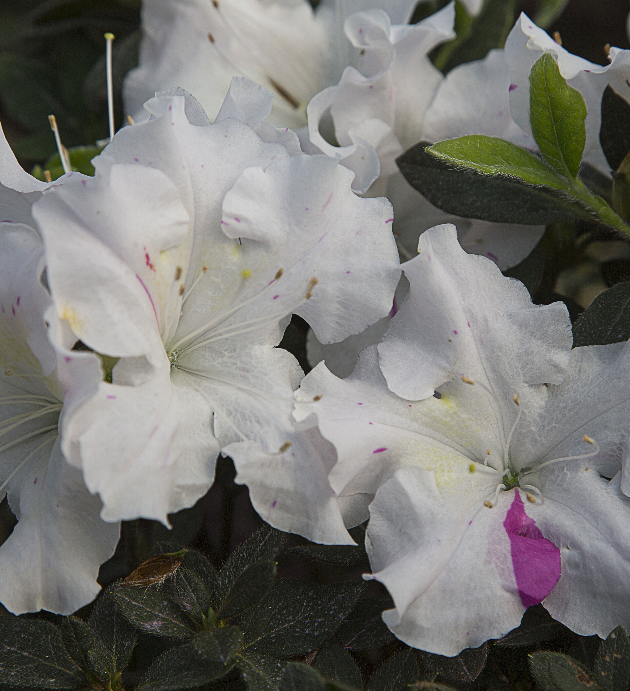 Encore Azalea 80443-1 shrubs - View #6