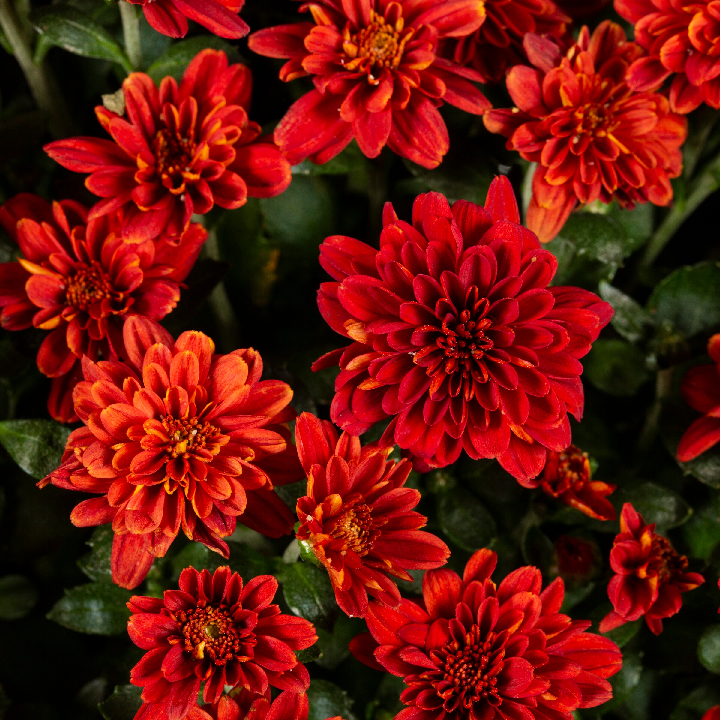 Lowe's NURSERY annuals - View #2
