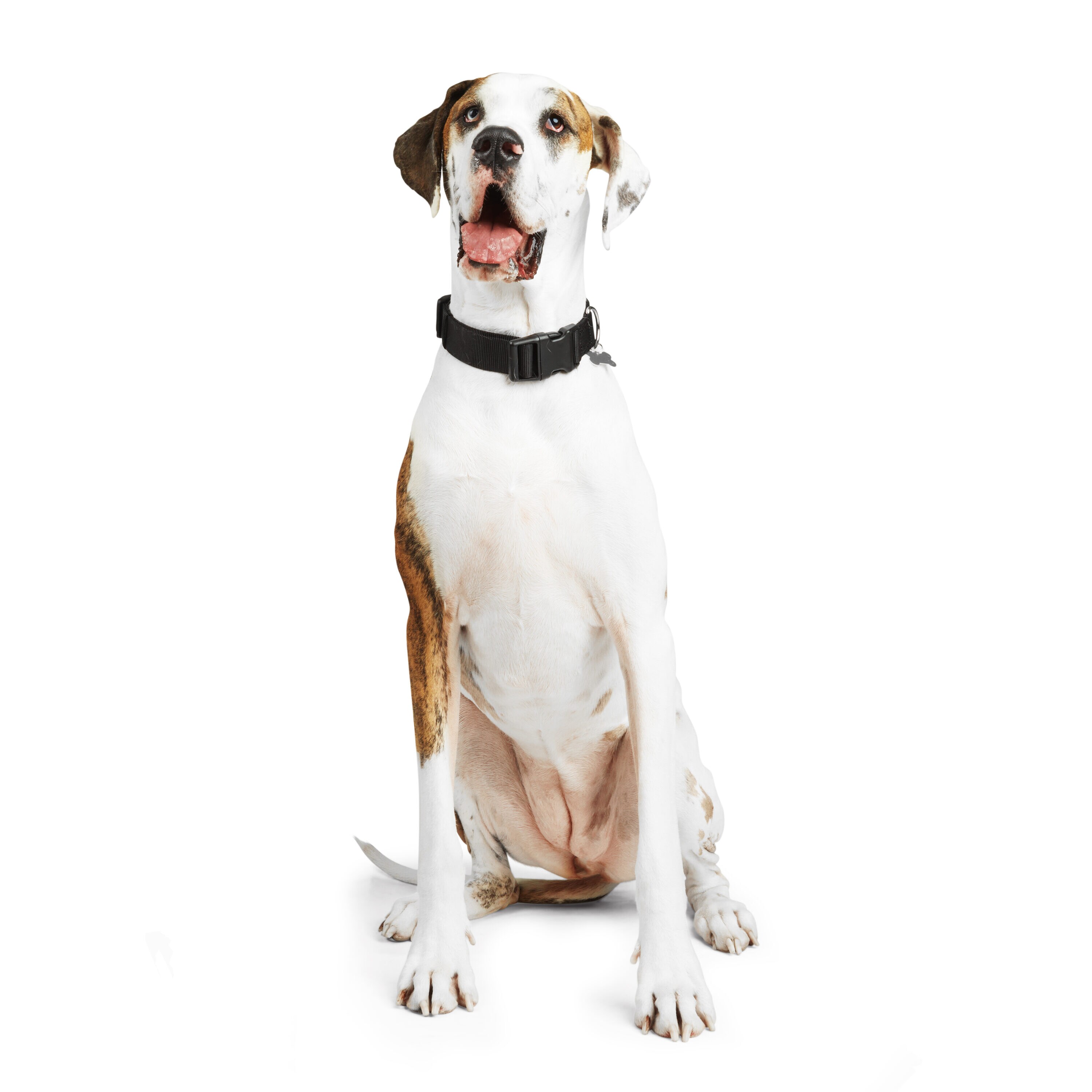 Youly 3709795 Dog-Collars-Harnesses - View #7