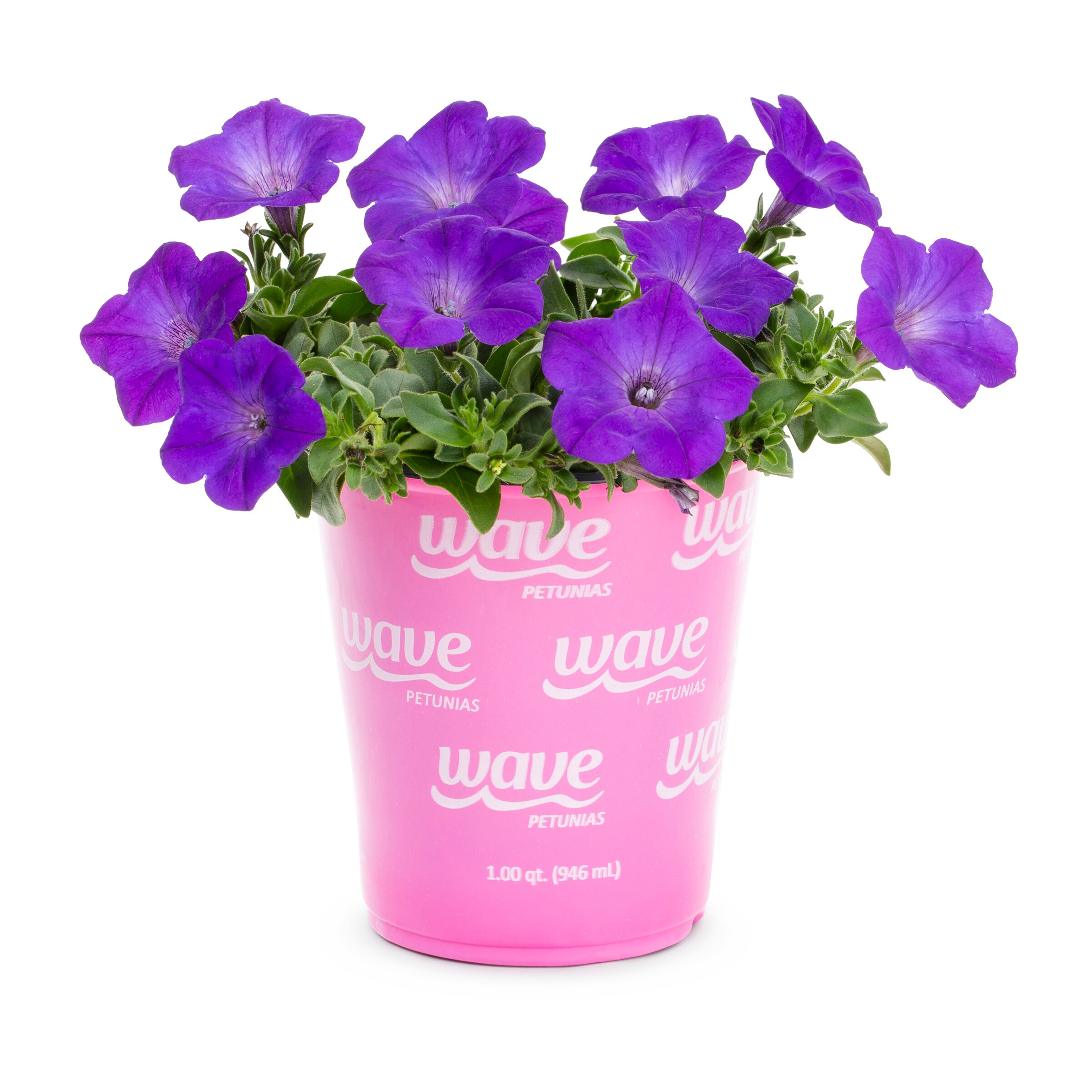 Lowe's 922705 annuals - View #9
